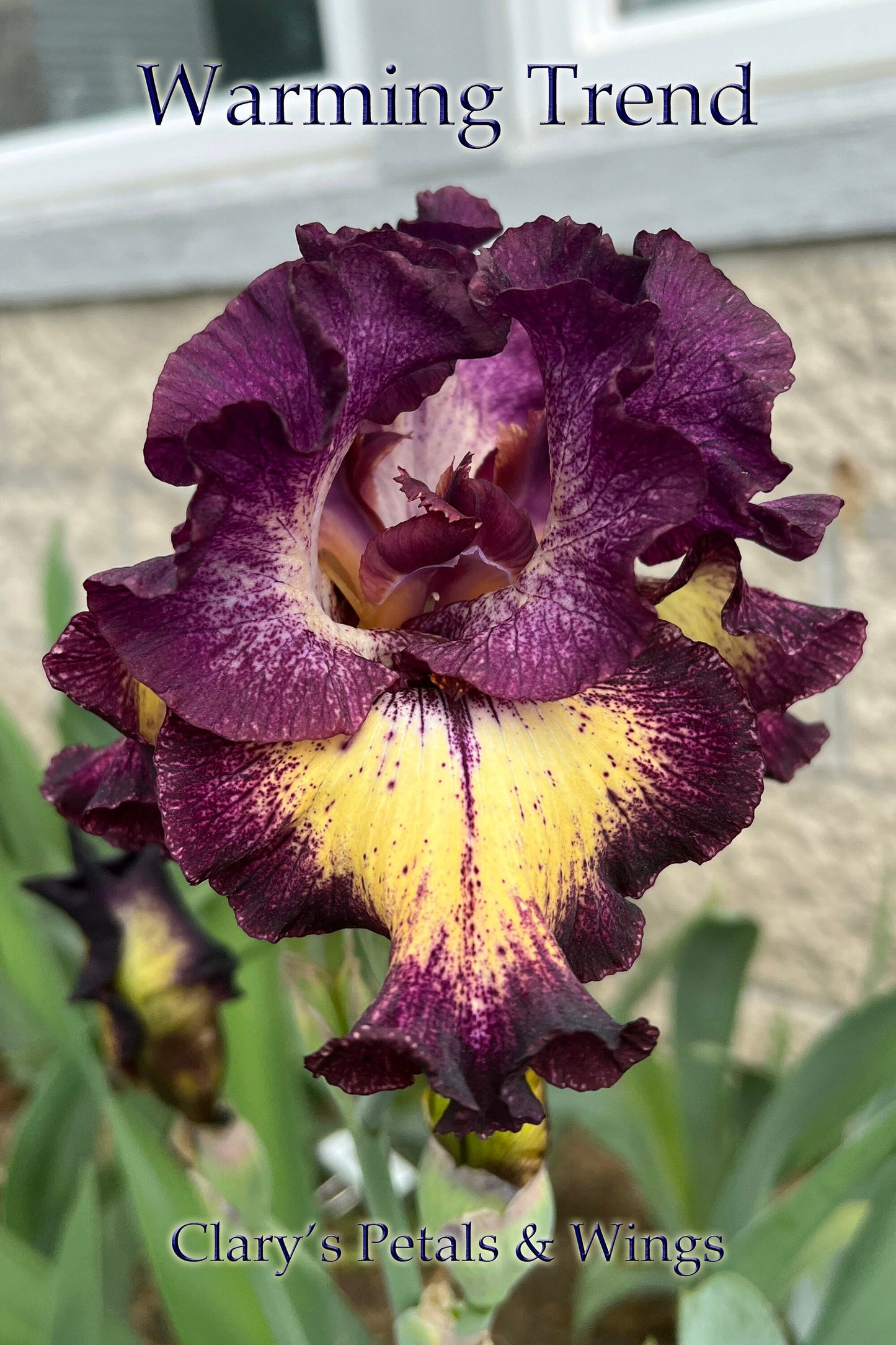 WARMING TRENDS - 2021 - TB - Fragrant