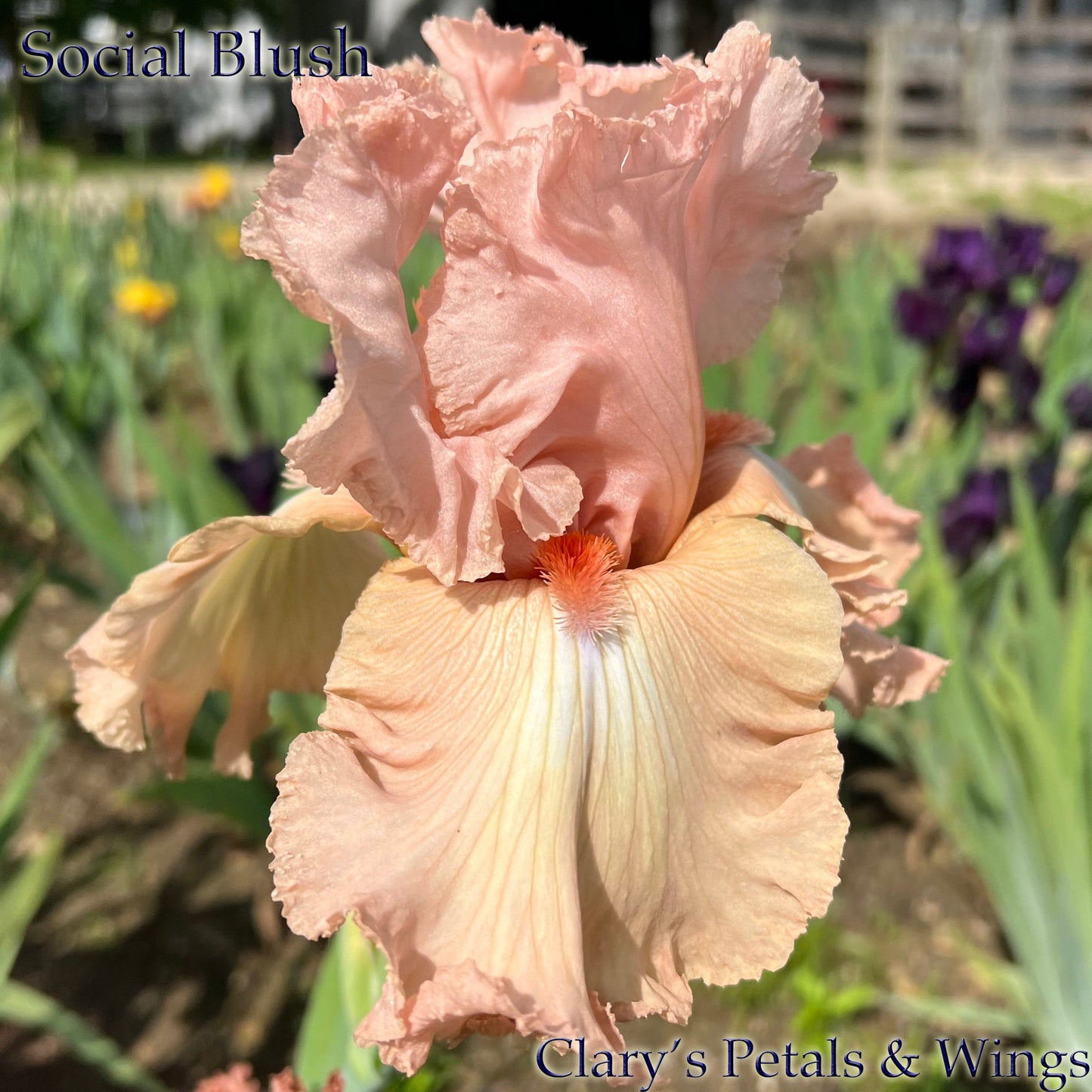 SOCIAL BLUSH - 2008 - TB - Reblooming & Fragrant