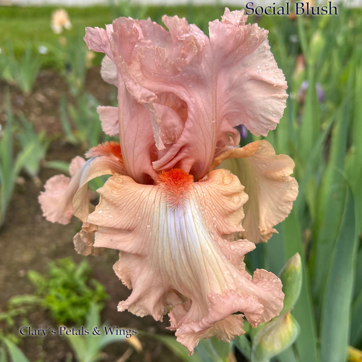 SOCIAL BLUSH - 2008 - TB - Reblooming & Fragrant