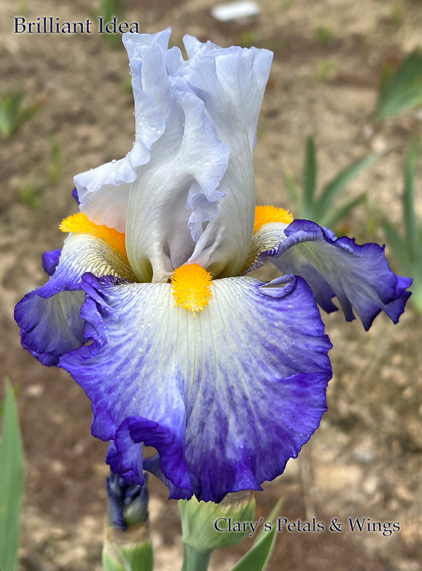 BRILLIANT IDEA - 2009 - TB