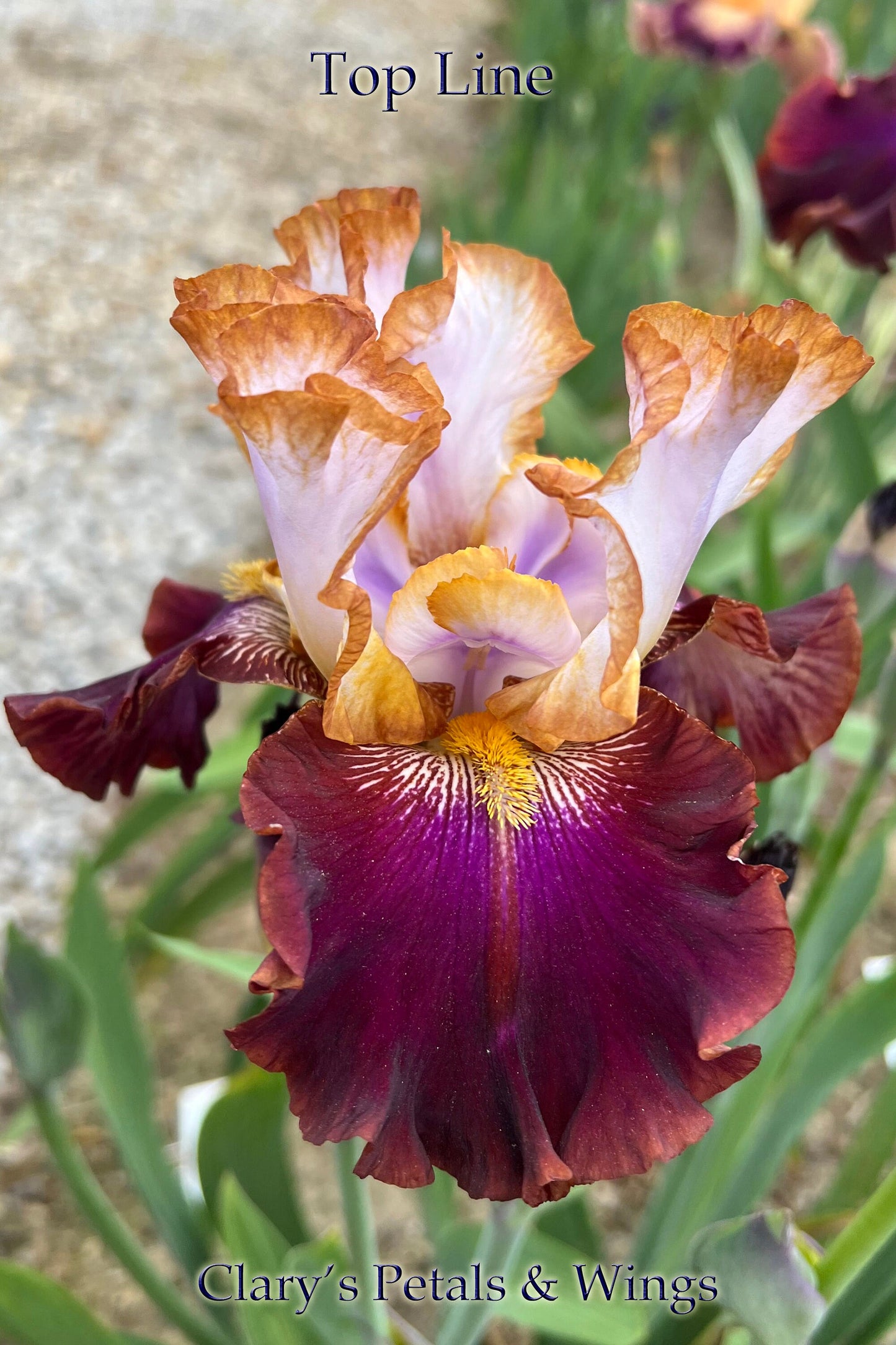 TOP LINE - 2021 - TB - Fragrant