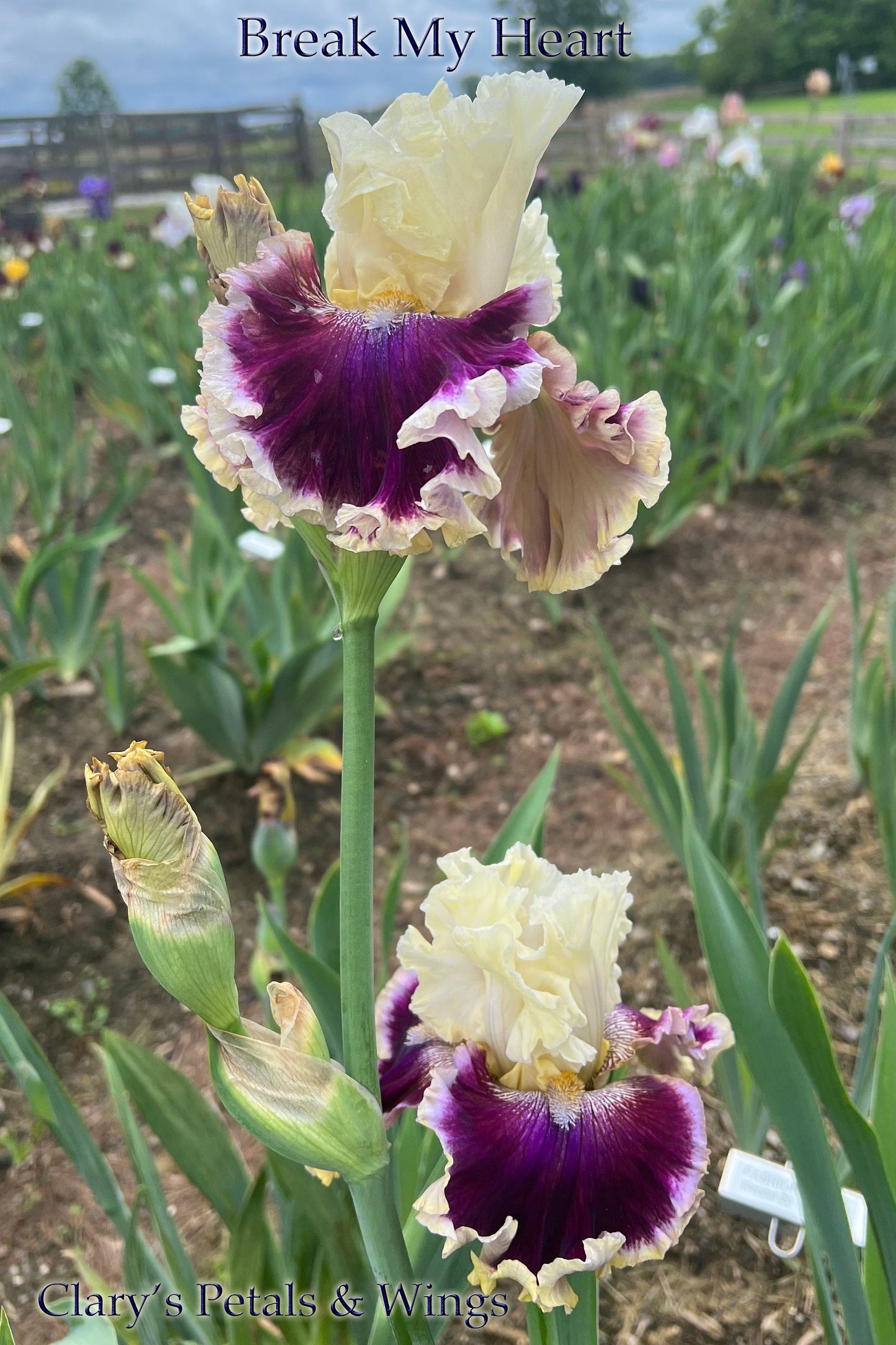 BREAK MY HEART - 2021 - TB - Fragrant