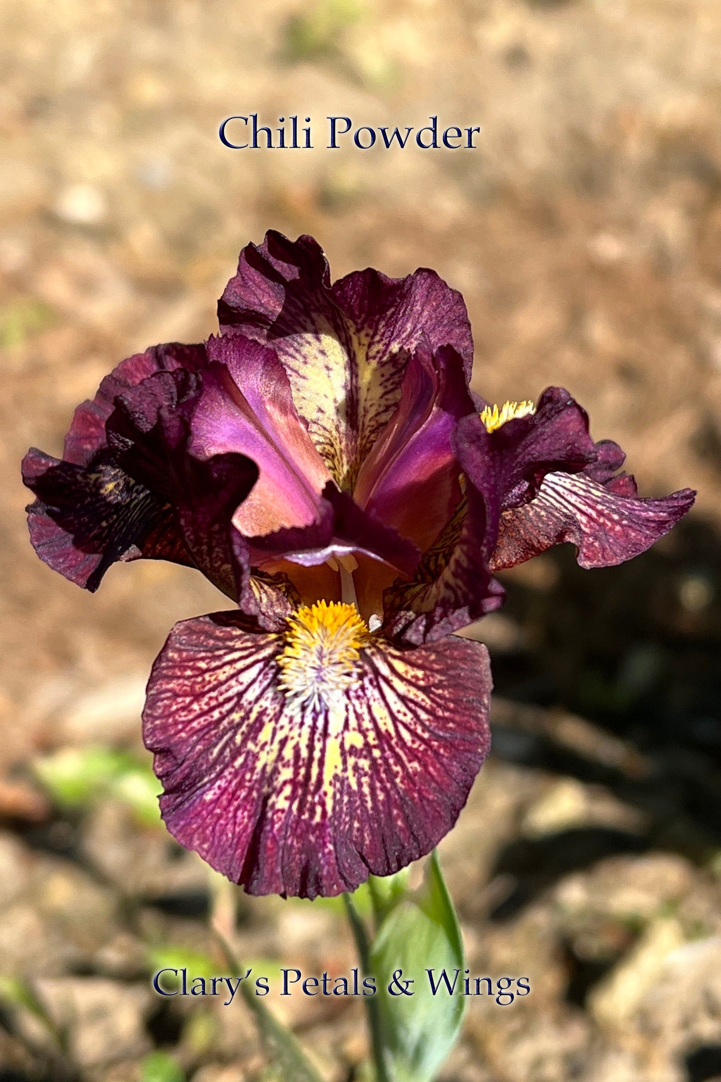 CHILI POWDER - 2014 - SDB - Fragrant