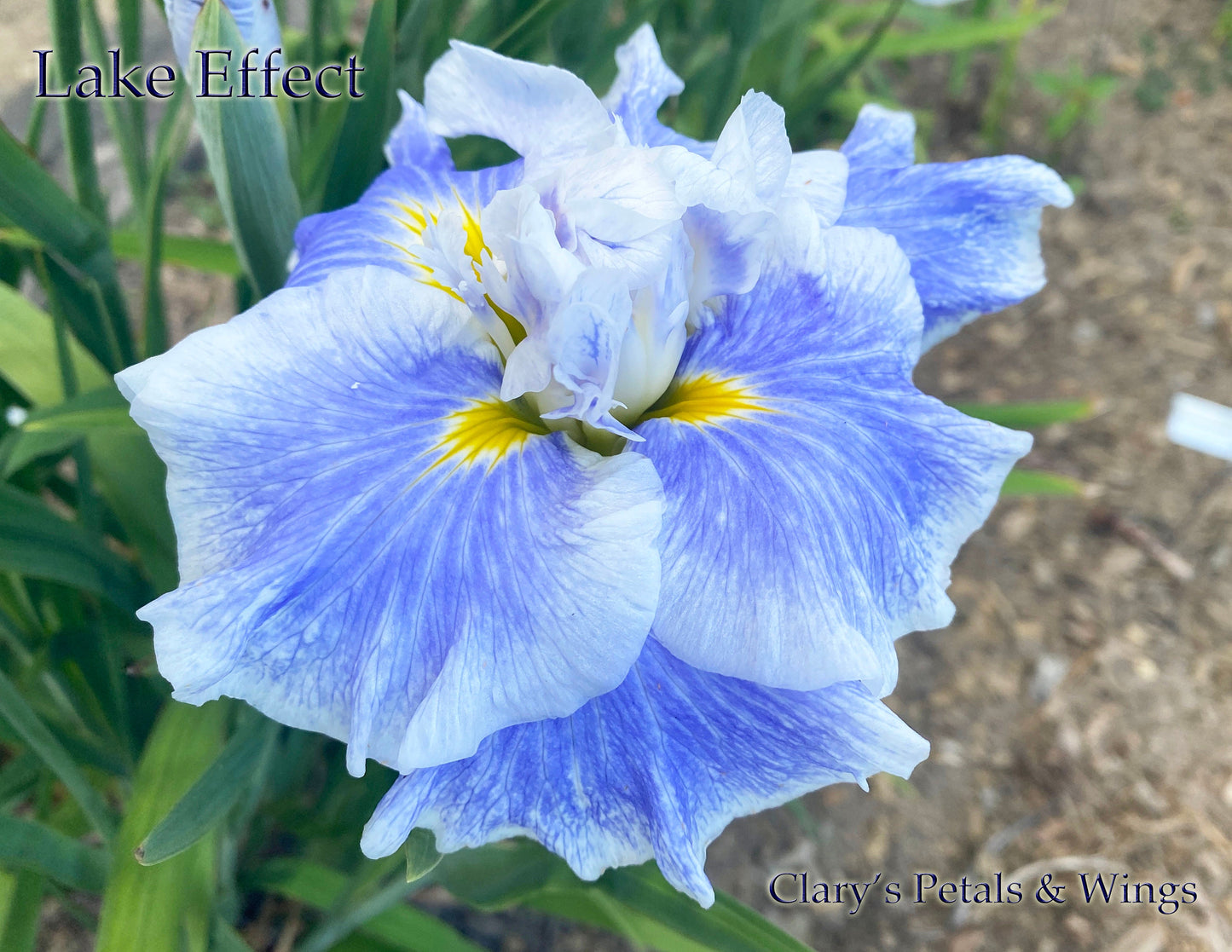 Lake Effect - Ensata - Japanese Iris - Award Winner