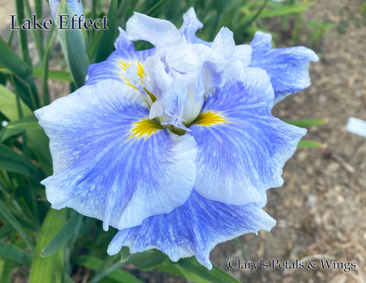 Lake Effect - Ensata - Japanese Iris - Award Winner