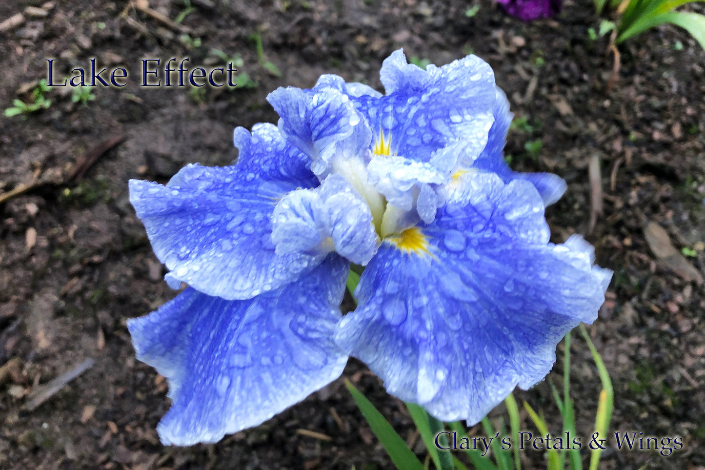 Lake Effect - Ensata - Japanese Iris - Award Winner