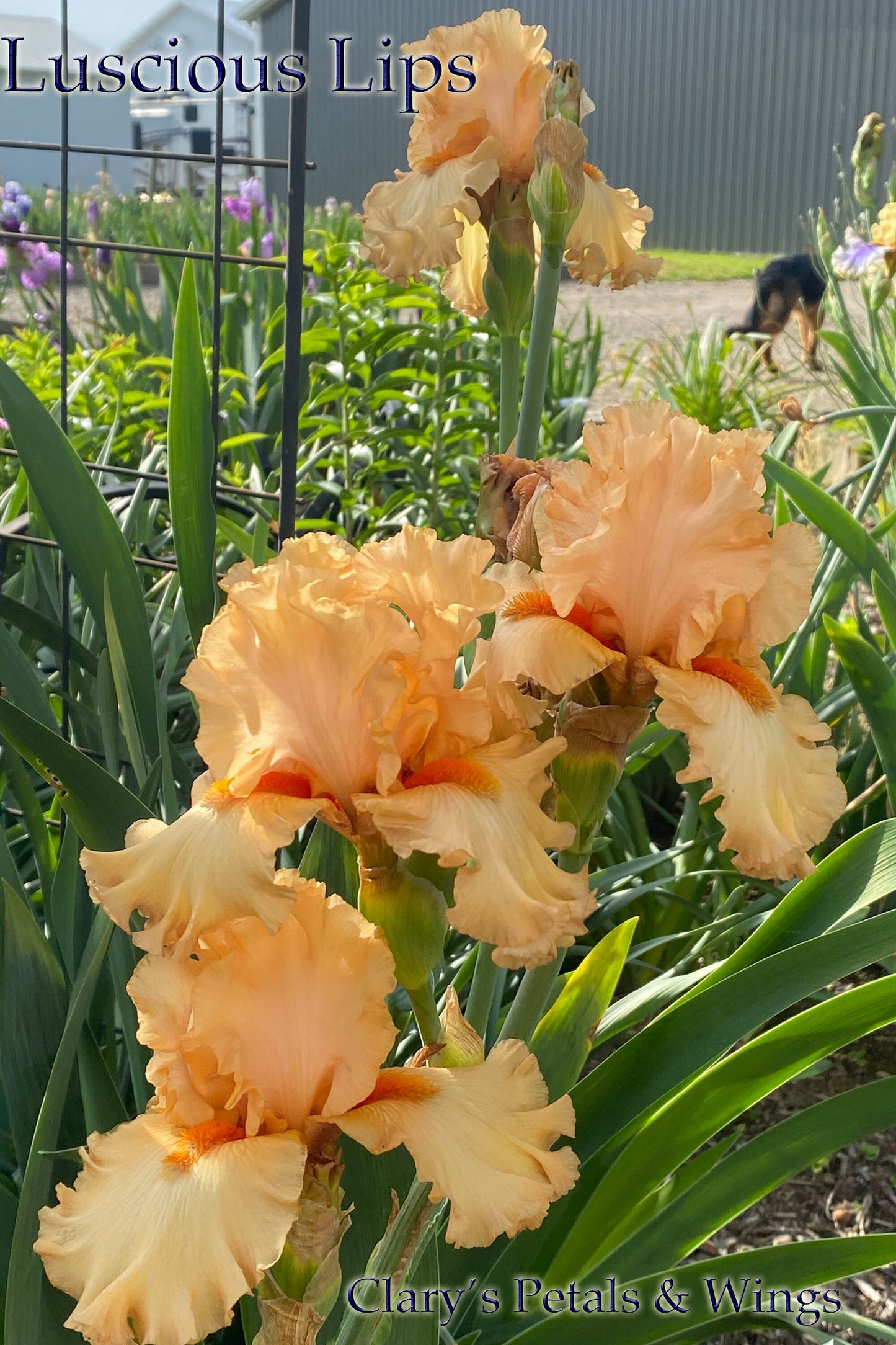 LUSCIOUS LIPS - 2020  TB