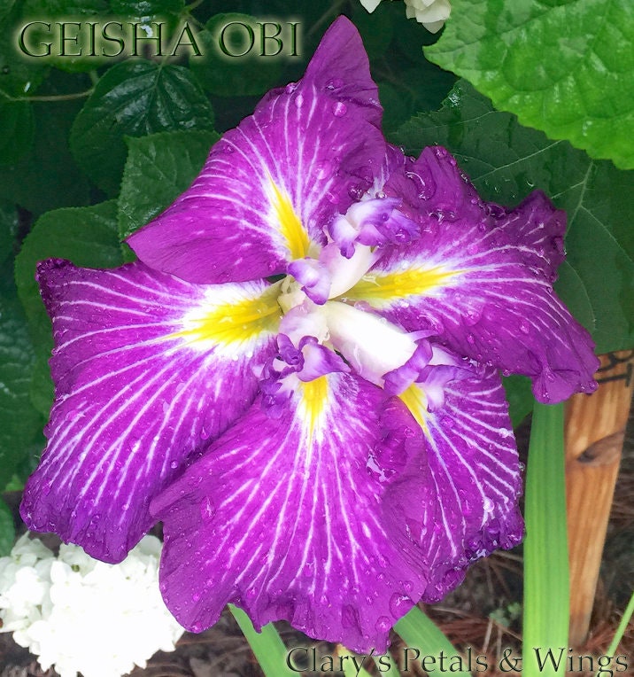 GEISHA OBI - Ensata - Japanese Iris - Top Award Winner!
