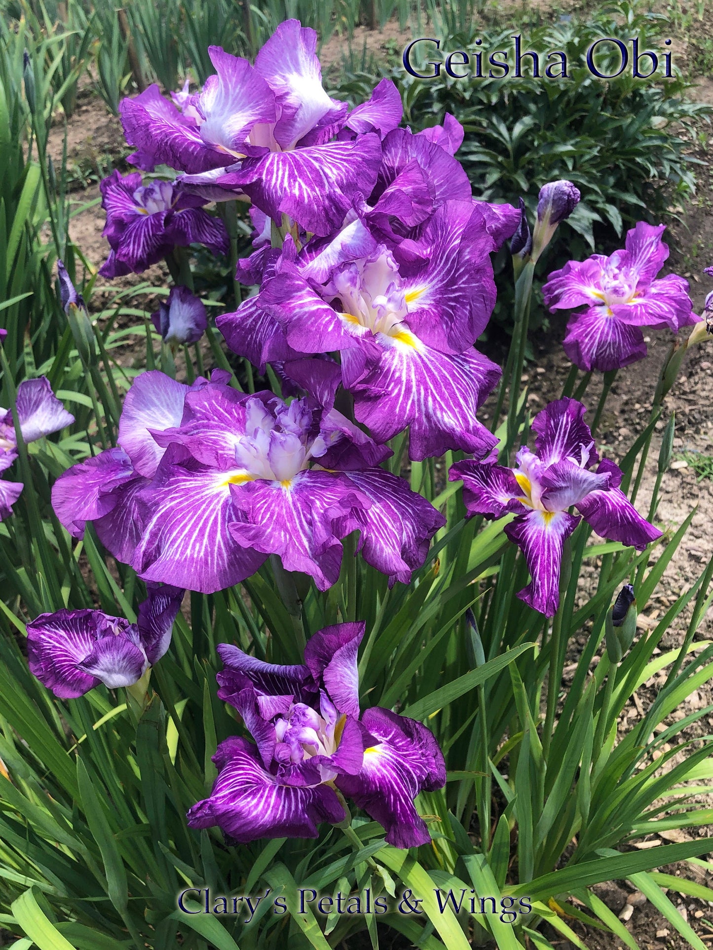 GEISHA OBI - Ensata - Japanese Iris - Top Award Winner!
