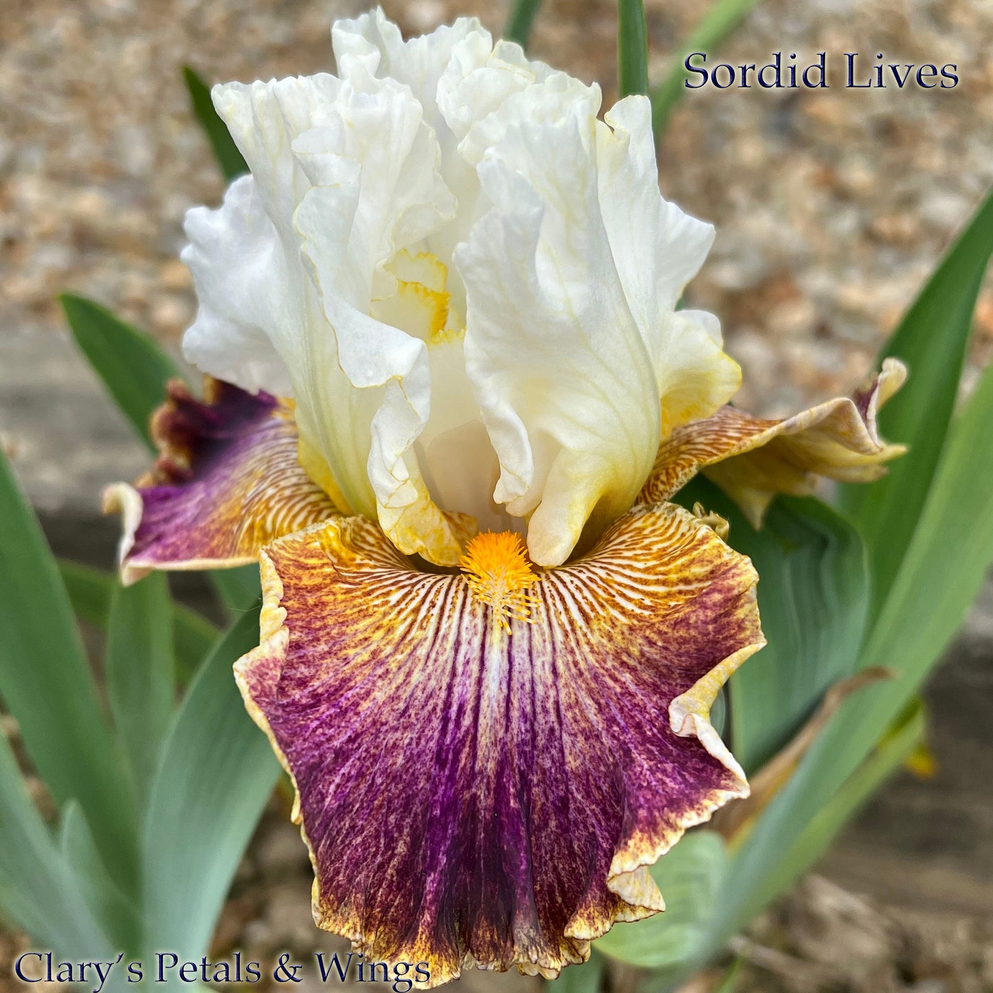 SORDID LIVES - 2009 - TB