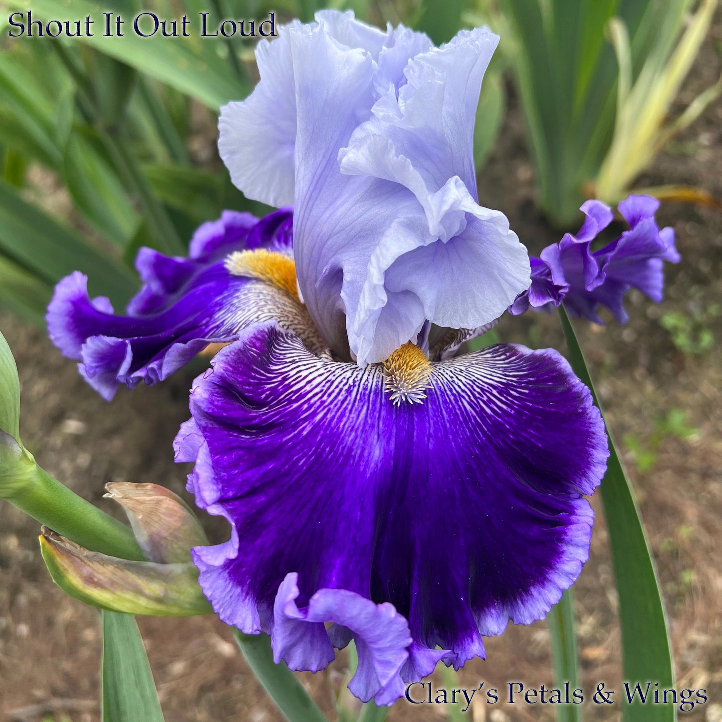 SHOUT IT OUT LOUD - 2021 - TB