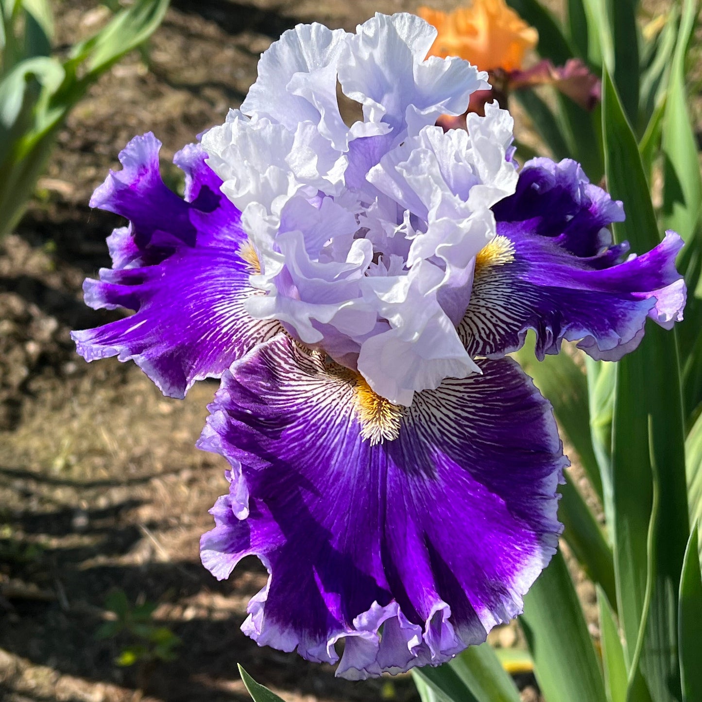 SHOUT IT OUT LOUD - 2021 - TB