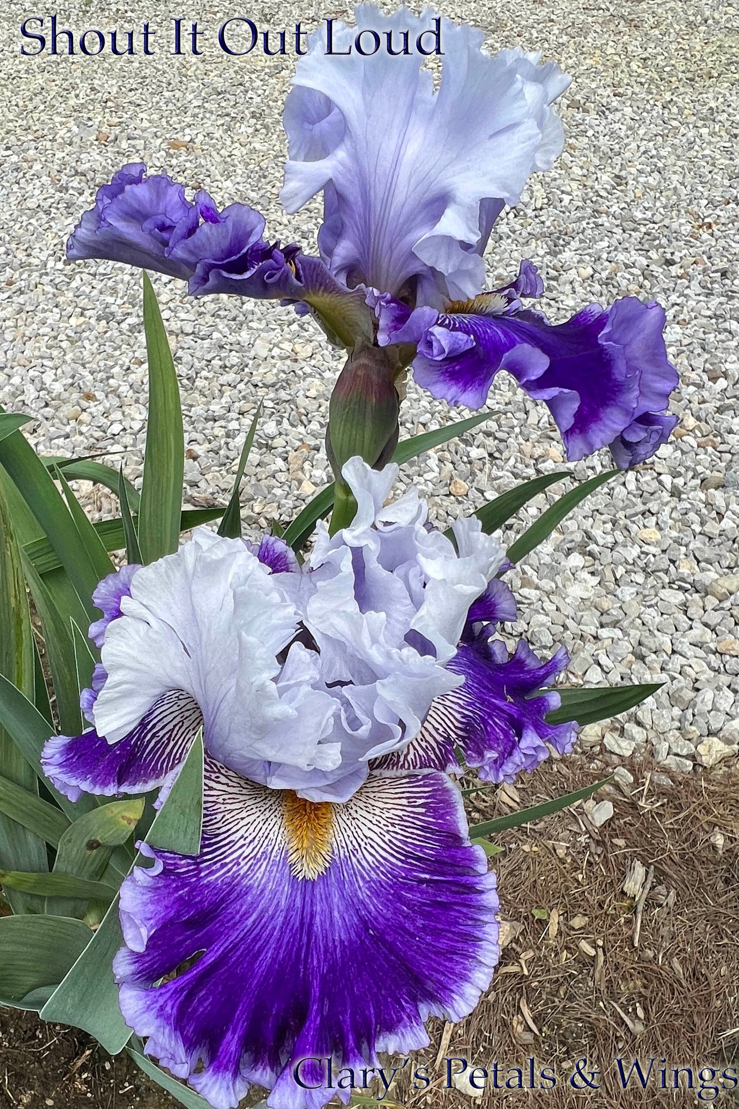 SHOUT IT OUT LOUD - 2021 - TB