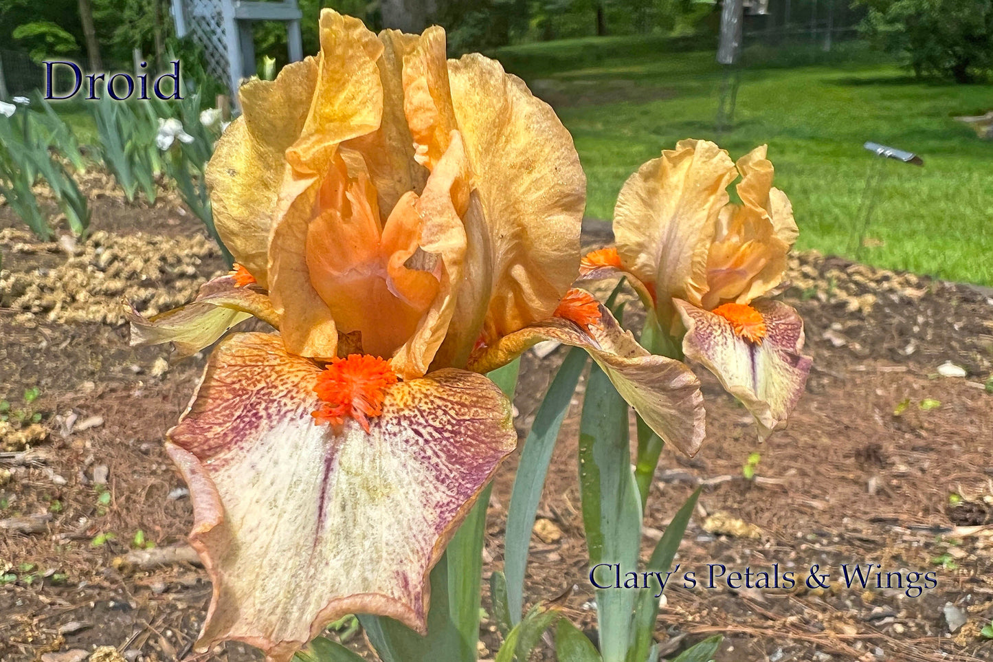 DROID - 2018 - SDB - Fragrant