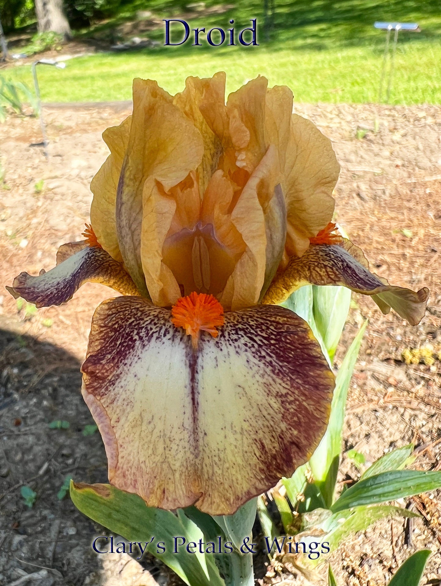 DROID - 2018 - SDB - Fragrant