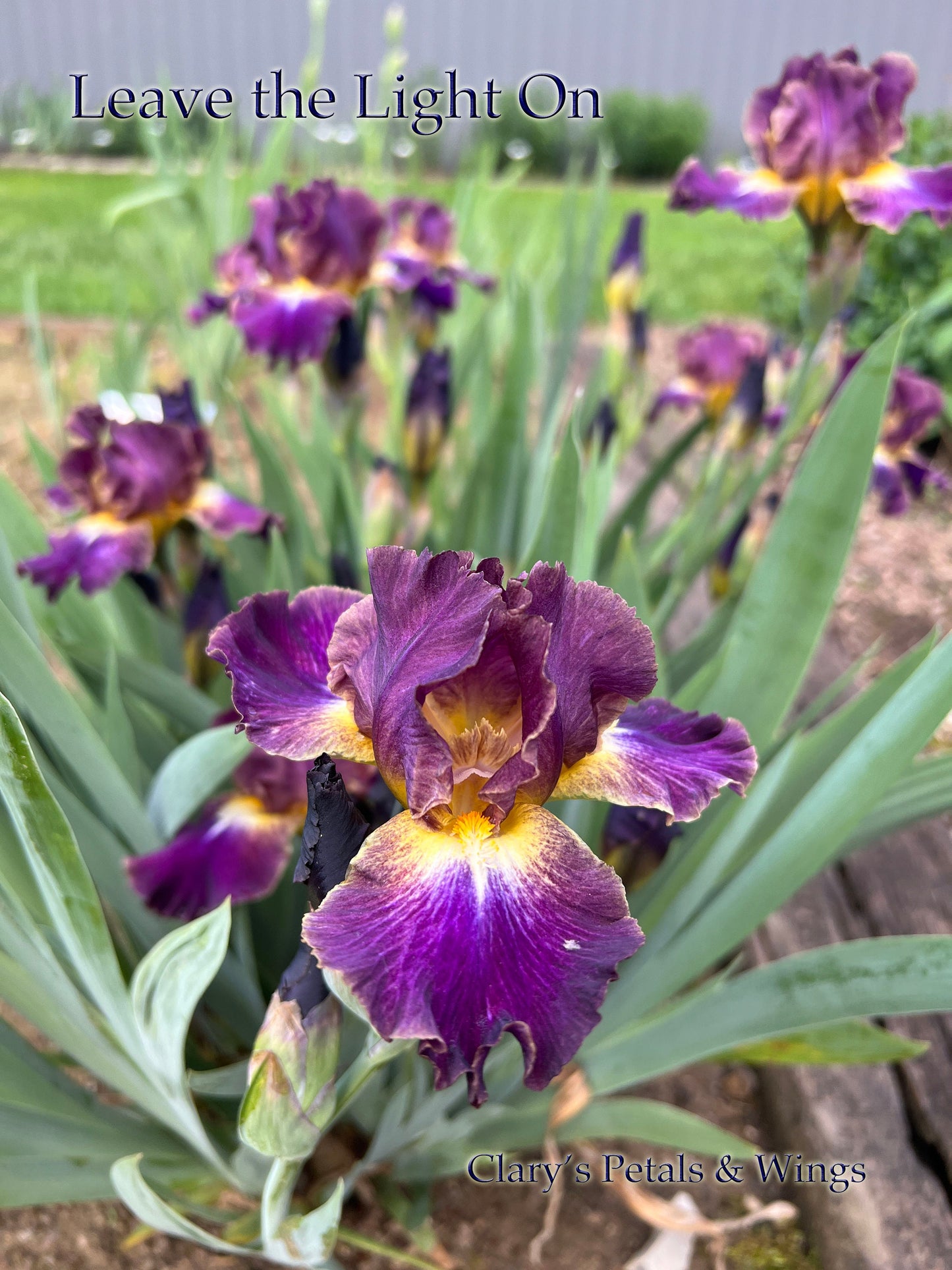 LEAVE THE LIGHTS ON 2013 IB- Fragrant