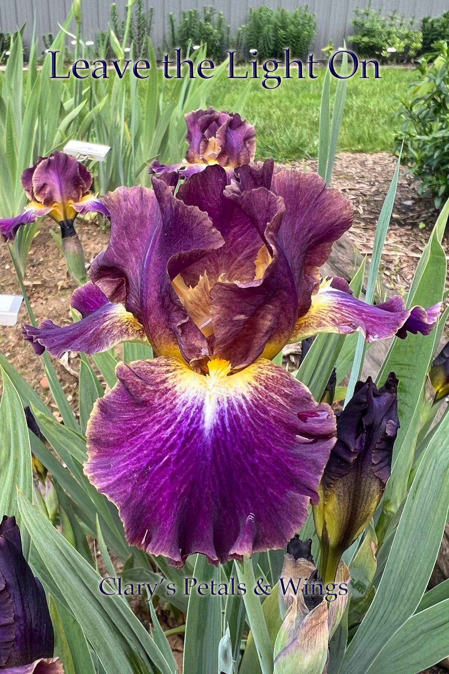 LEAVE THE LIGHTS ON 2013 IB- Fragrant