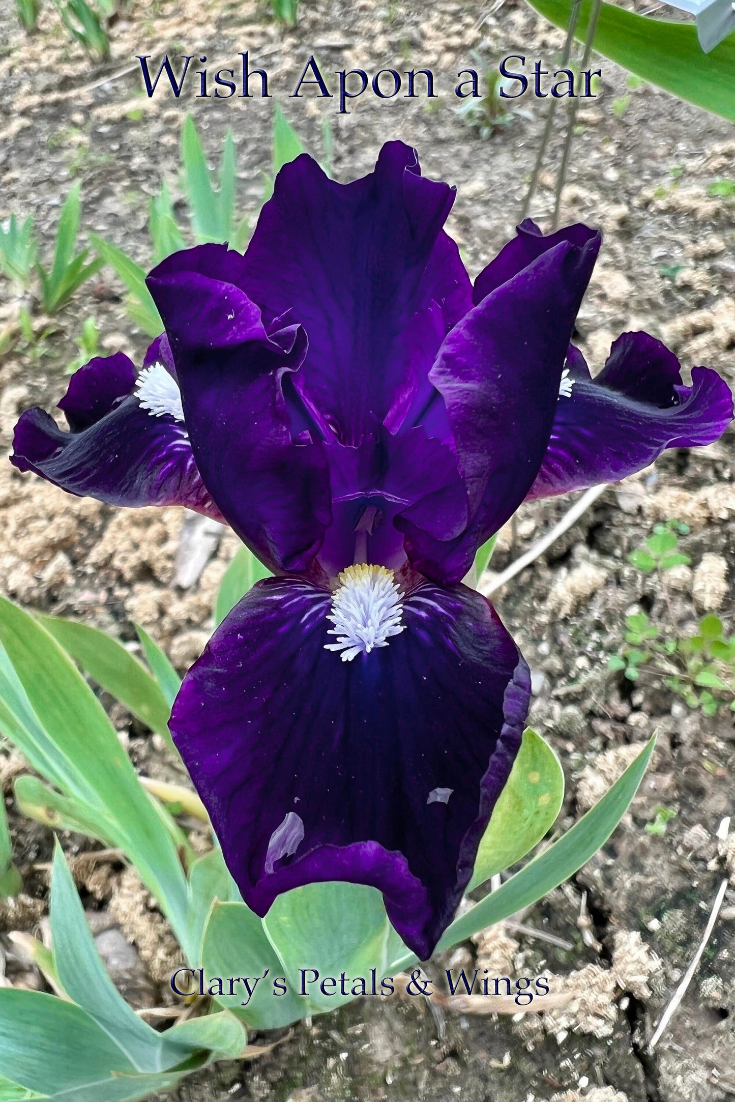 WISH UPON A STAR - 2006 - SDB - Fragrant