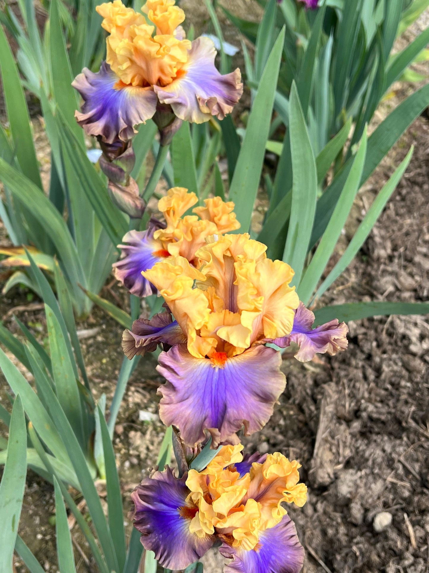 TRUE COLORS - 2020 - TB