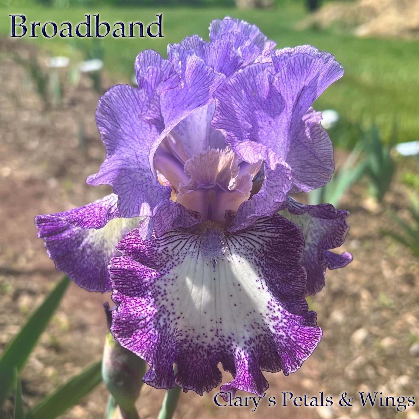 BROADBAND - 2001 - TB - Fragrant