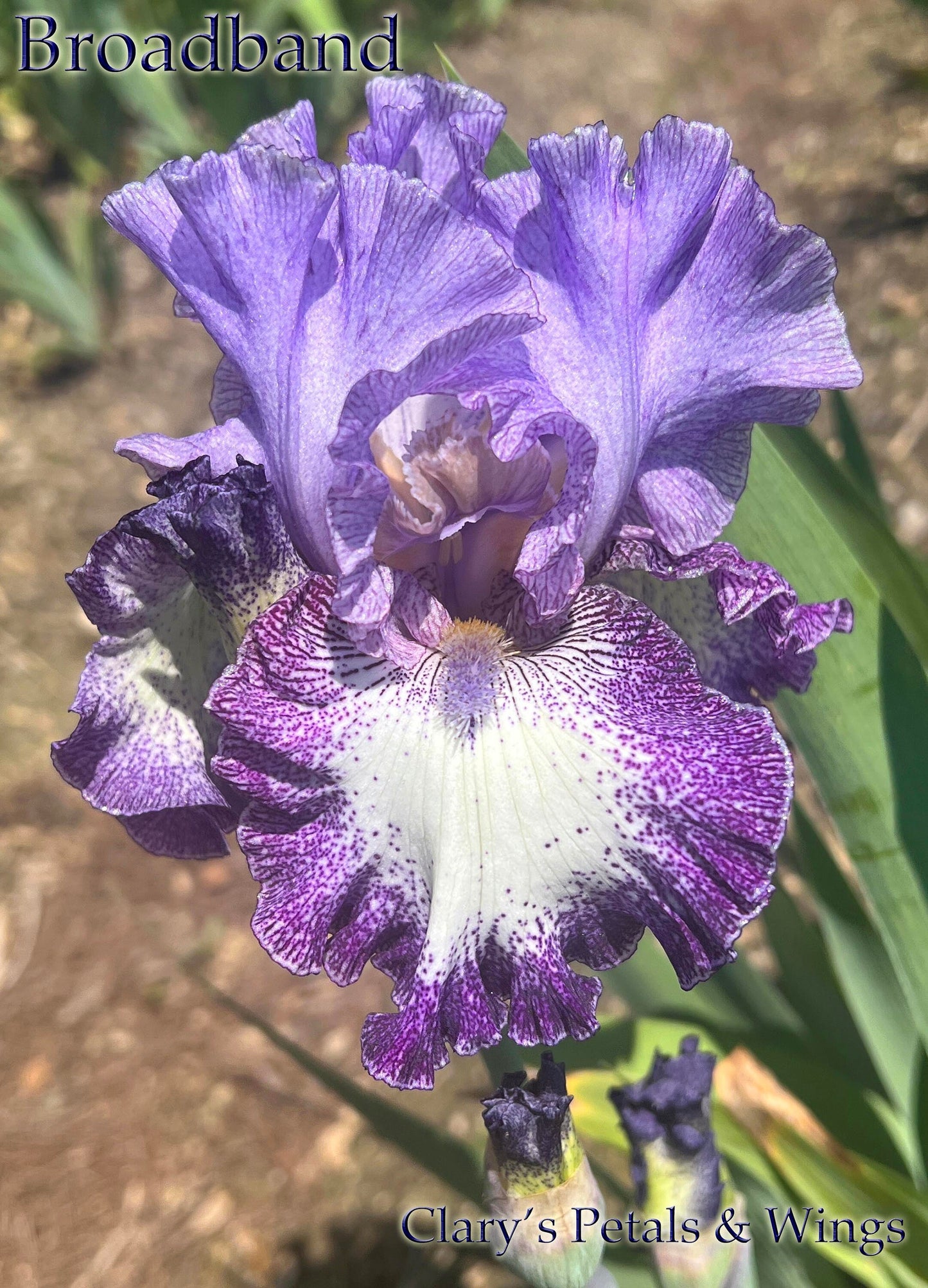 BROADBAND - 2001 - TB - Fragrant