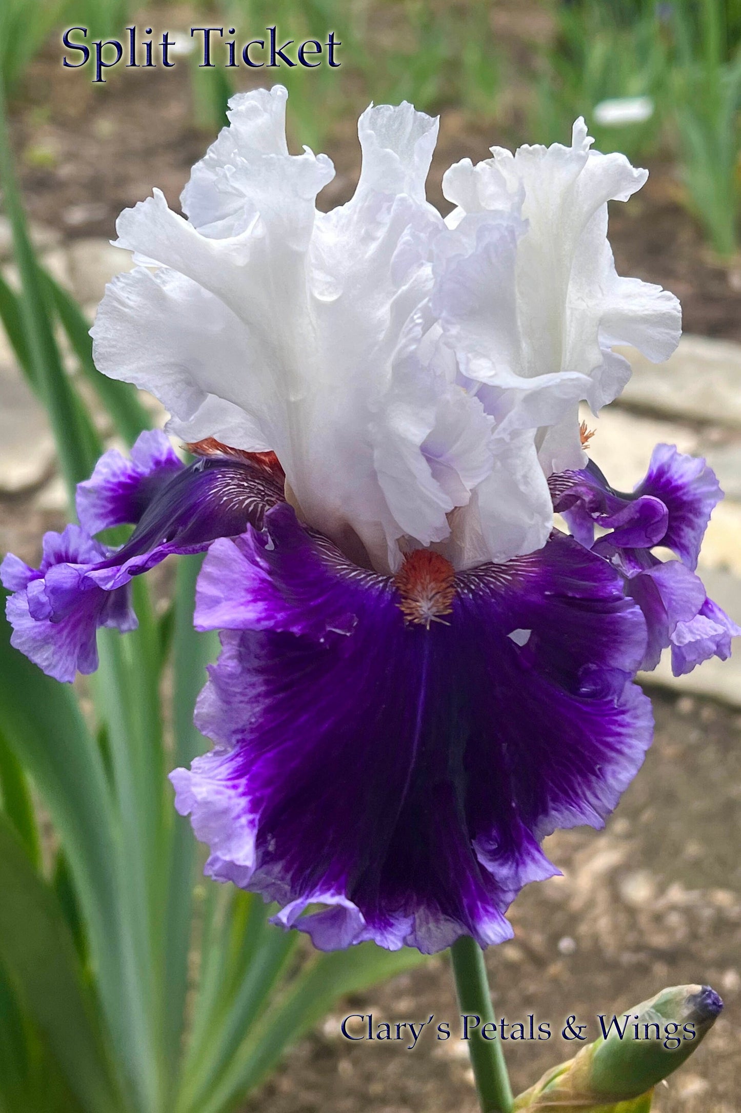 SPLIT TICKET - 2021 - TB - Fragrant