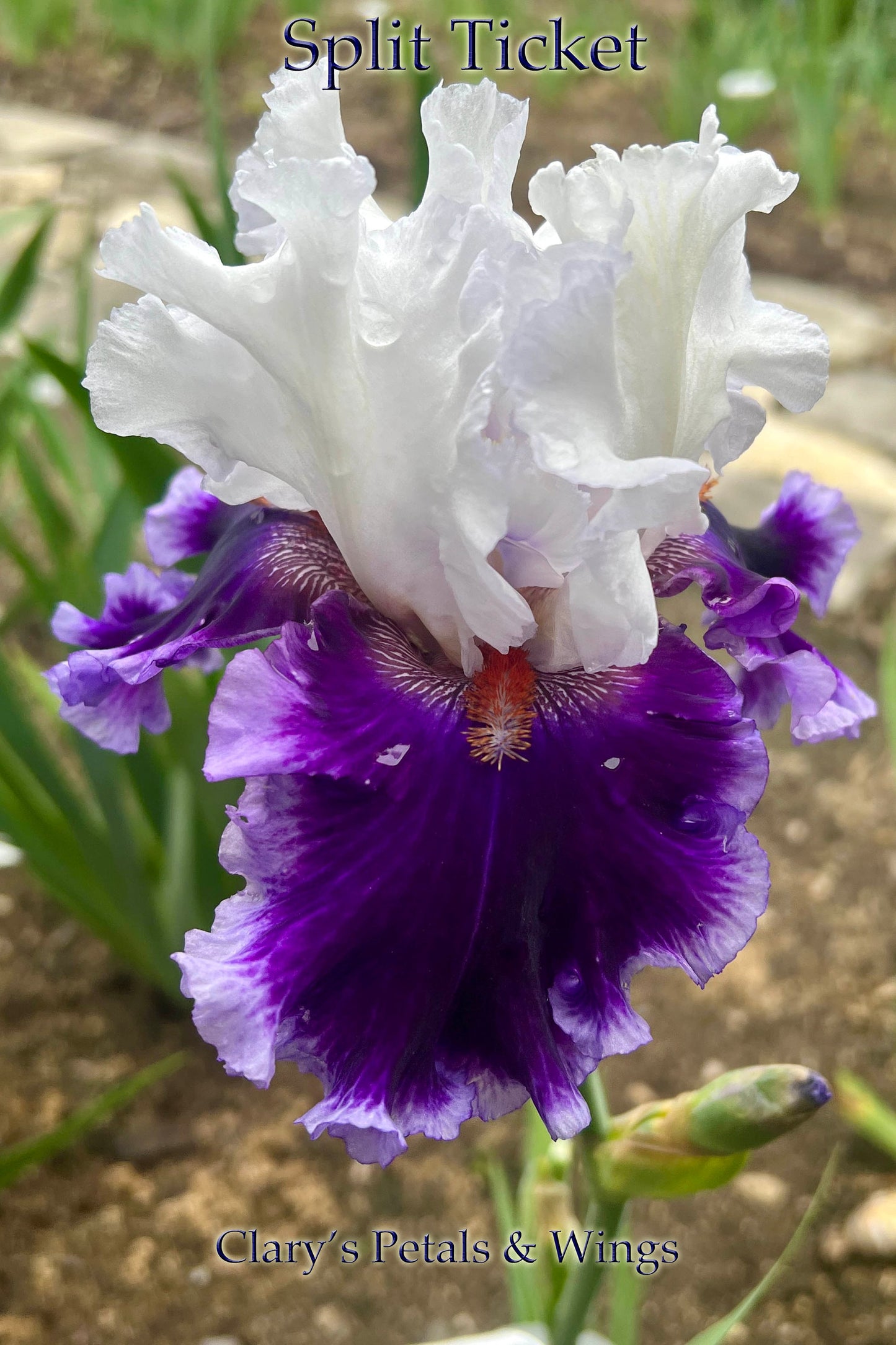 SPLIT TICKET - 2021 - TB - Fragrant