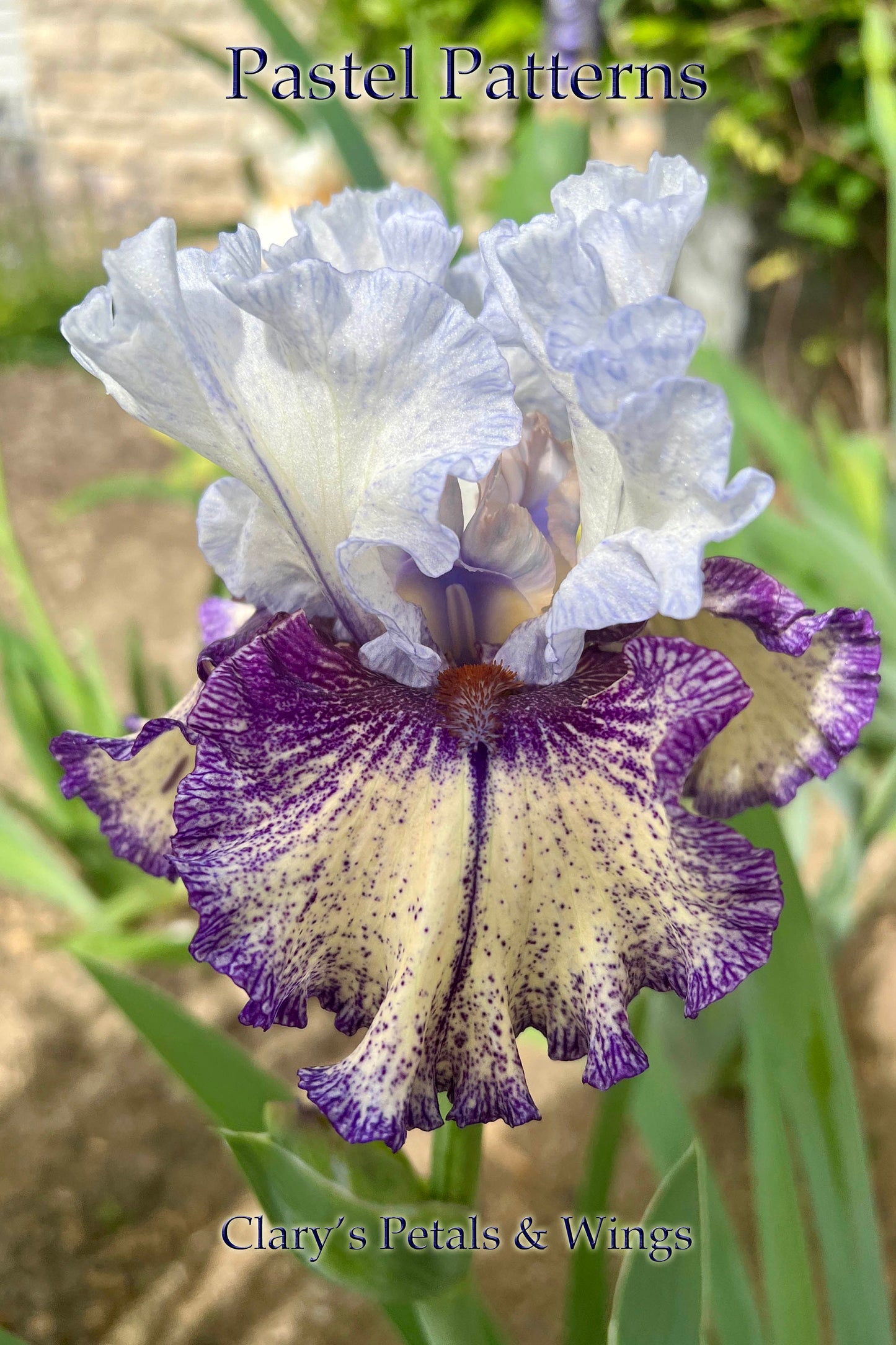 PASTEL PATTERNS 2021 TB