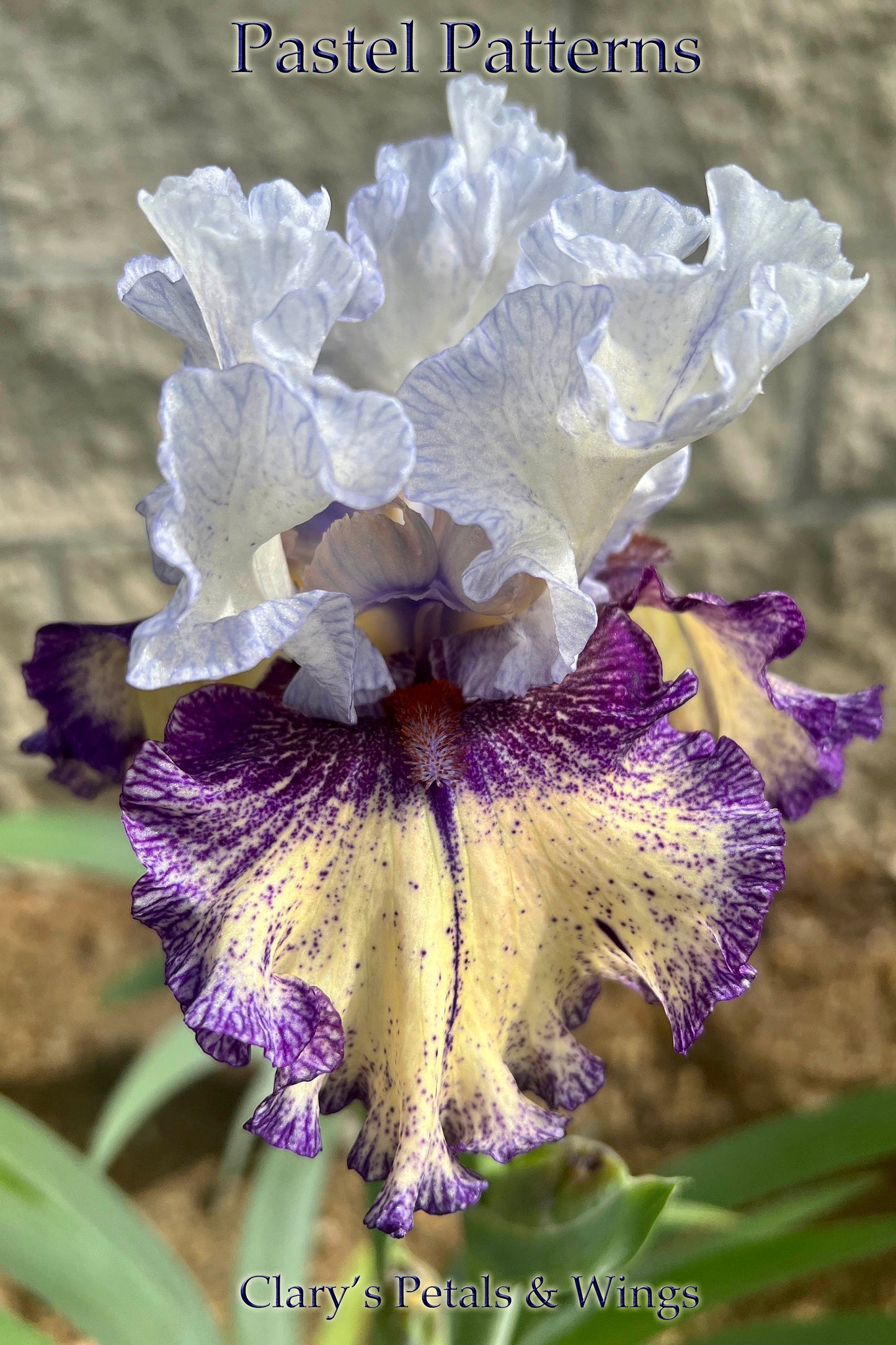 PASTEL PATTERNS 2021 TB