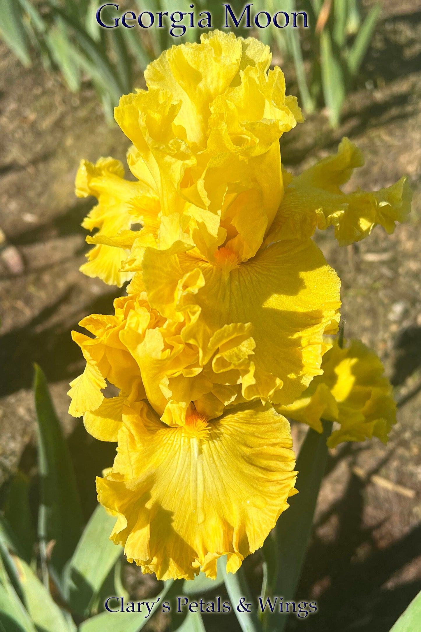 GEORGIA MOON - 2021 -TB-Fragrant