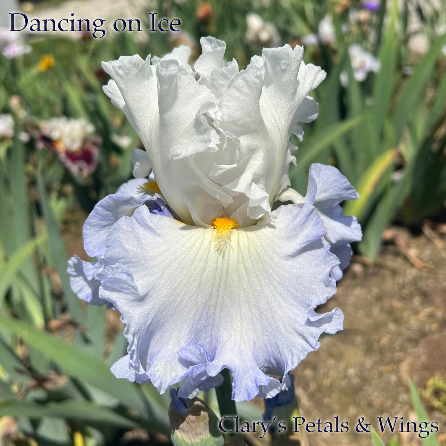 DANCING ON ICE - 2019 - TB