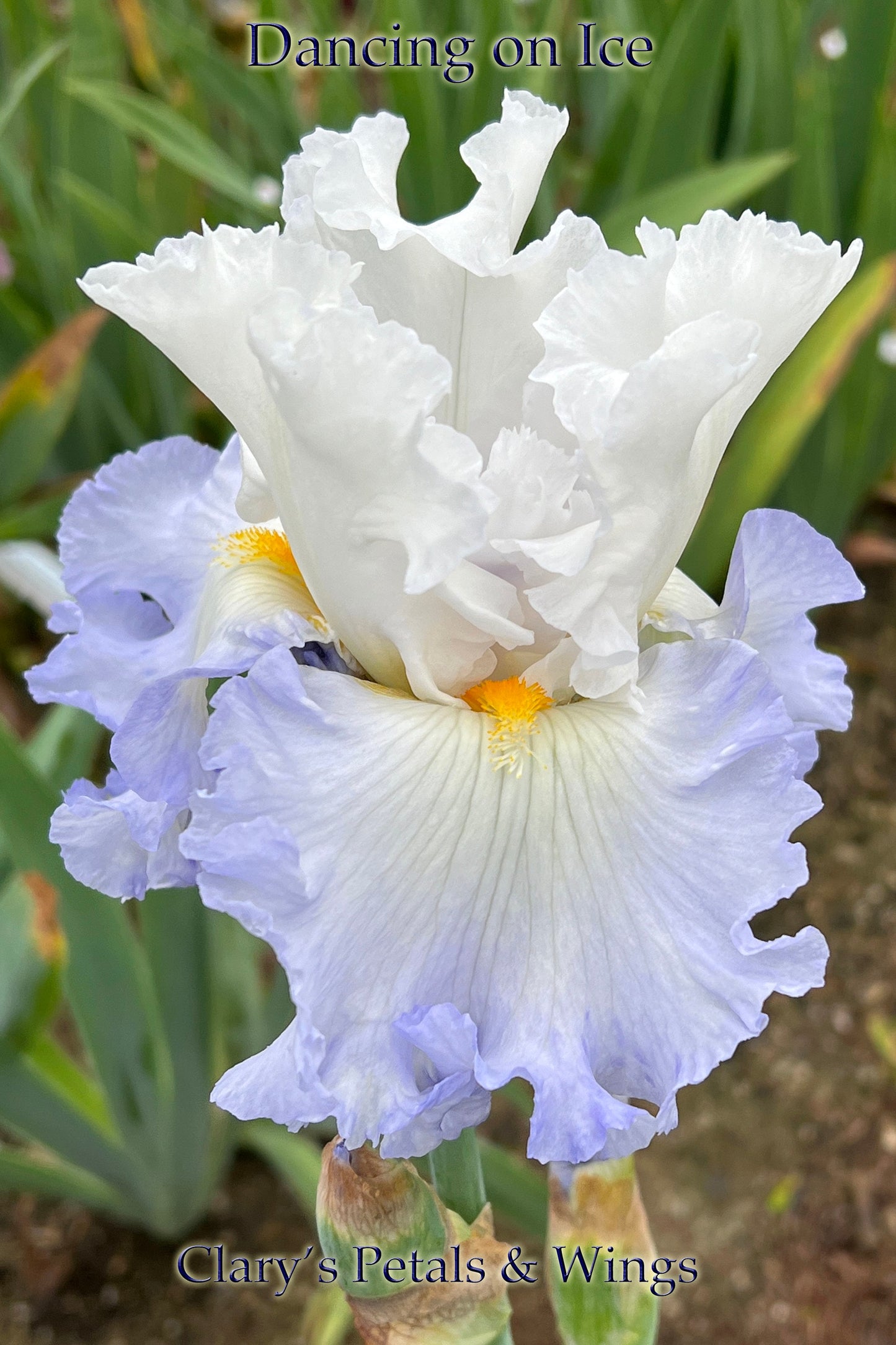 DANCING ON ICE - 2019 - TB