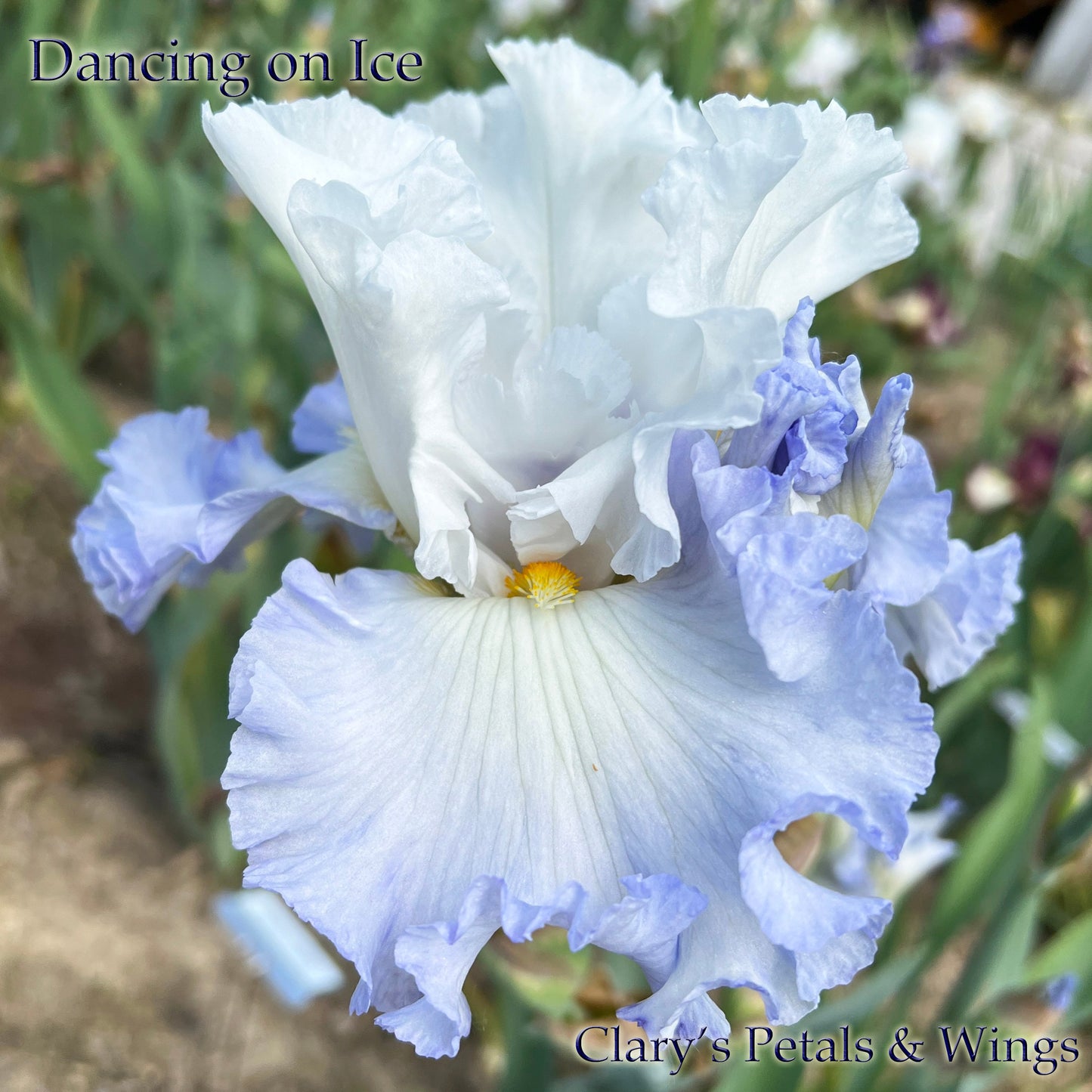 DANCING ON ICE - 2019 - TB