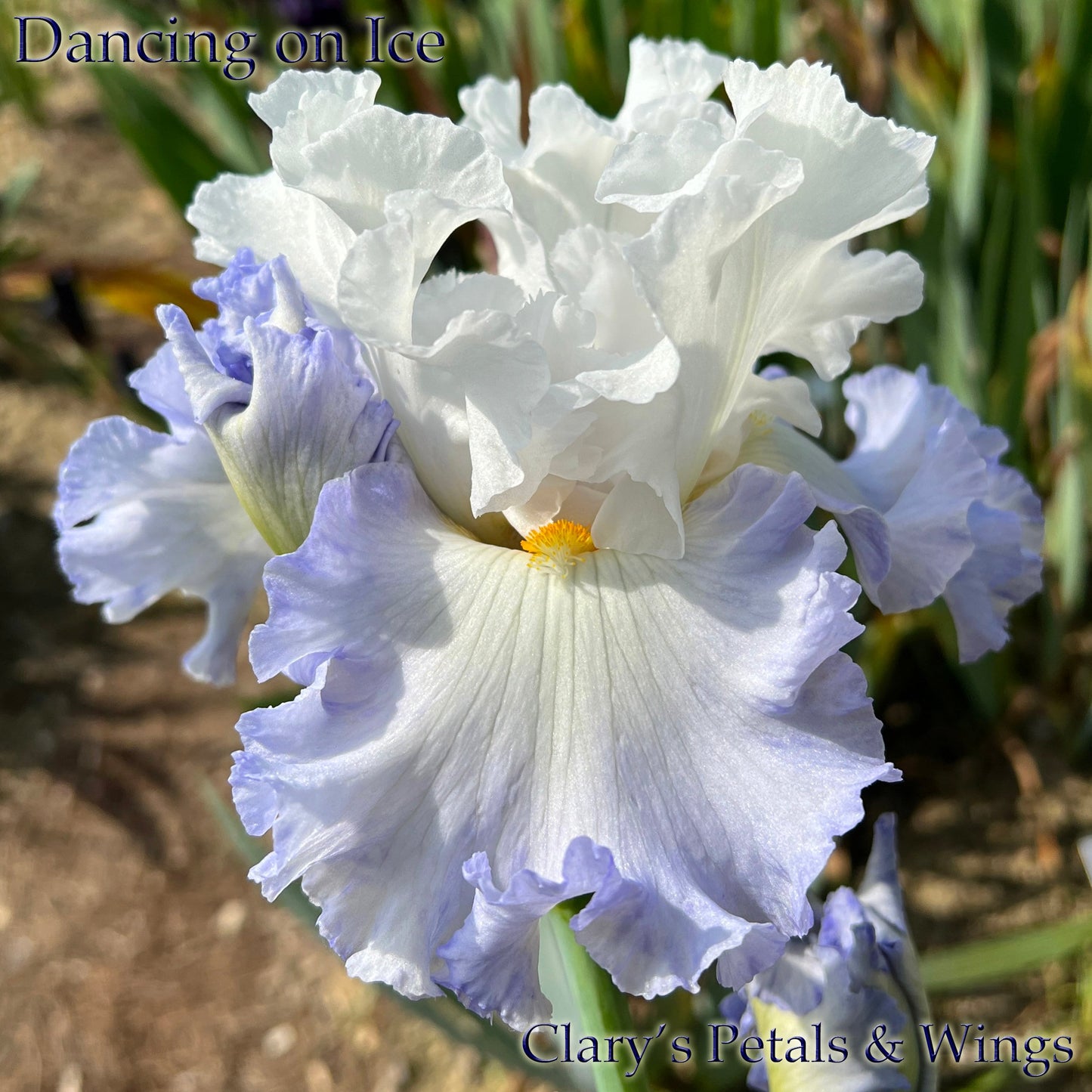 DANCING ON ICE - 2019 - TB