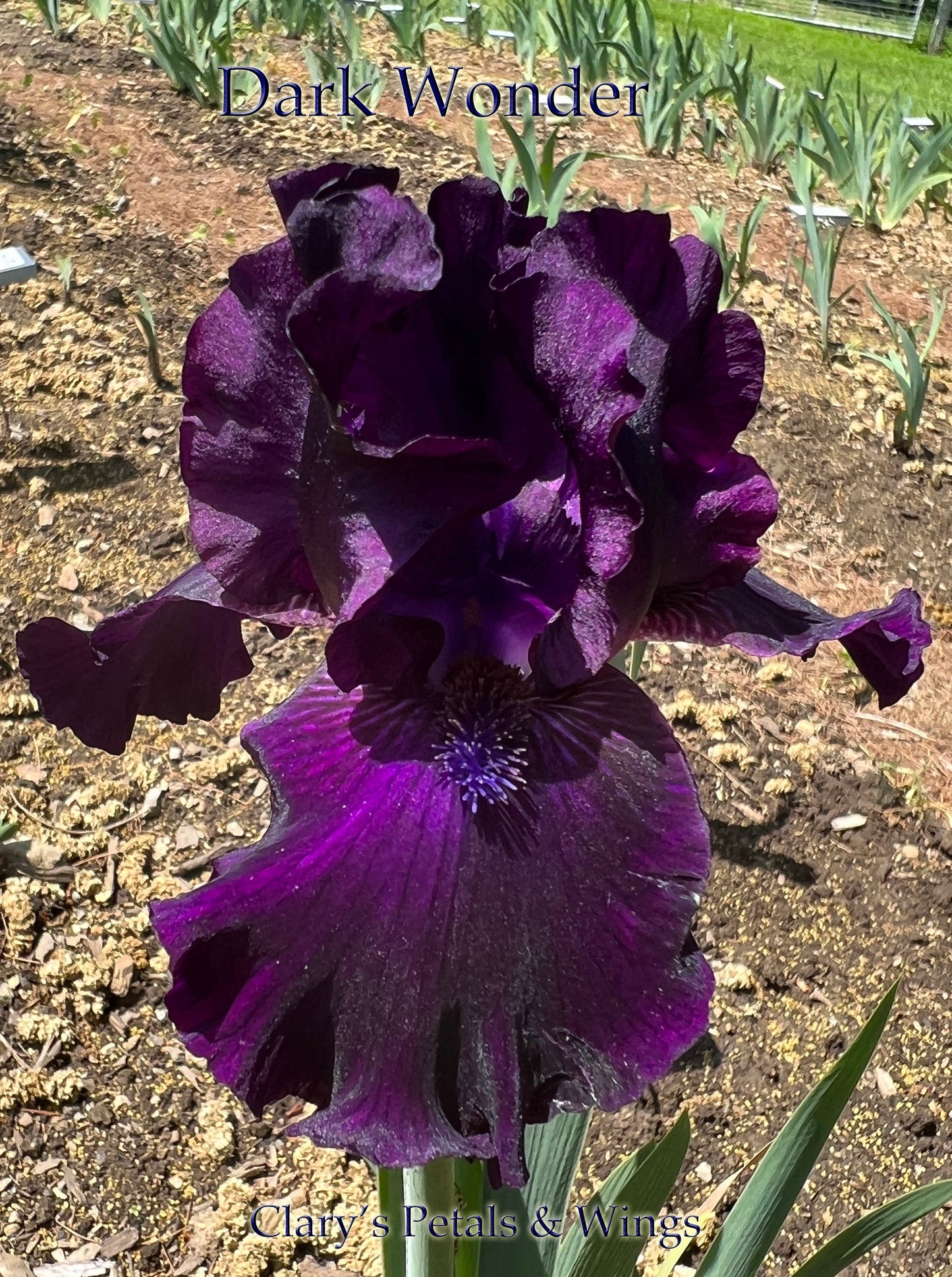 DARK WONDER - 2012 - BB - Fragrant