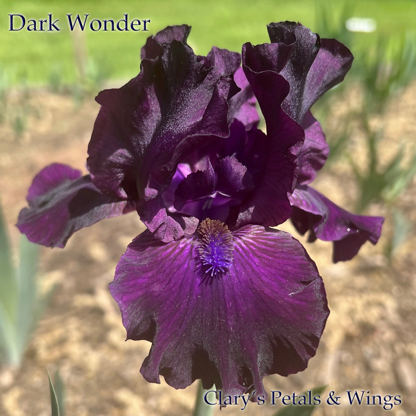 DARK WONDER - 2012 - BB - Fragrant