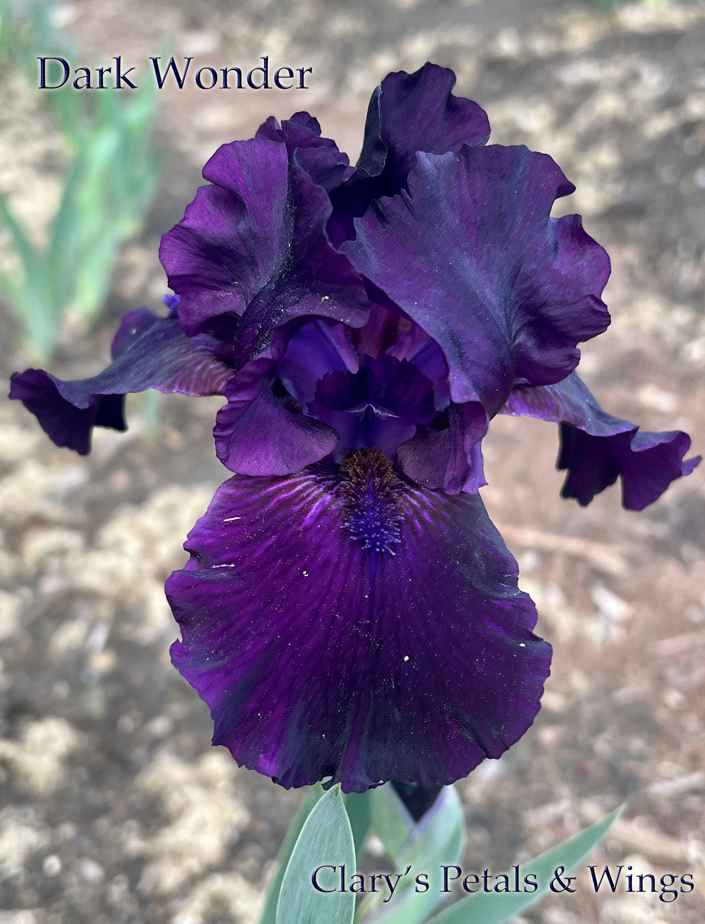 DARK WONDER - 2012 - BB - Fragrant