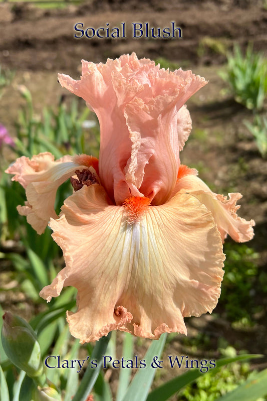 SOCIAL BLUSH - 2008 - TB - Reblooming & Fragrant