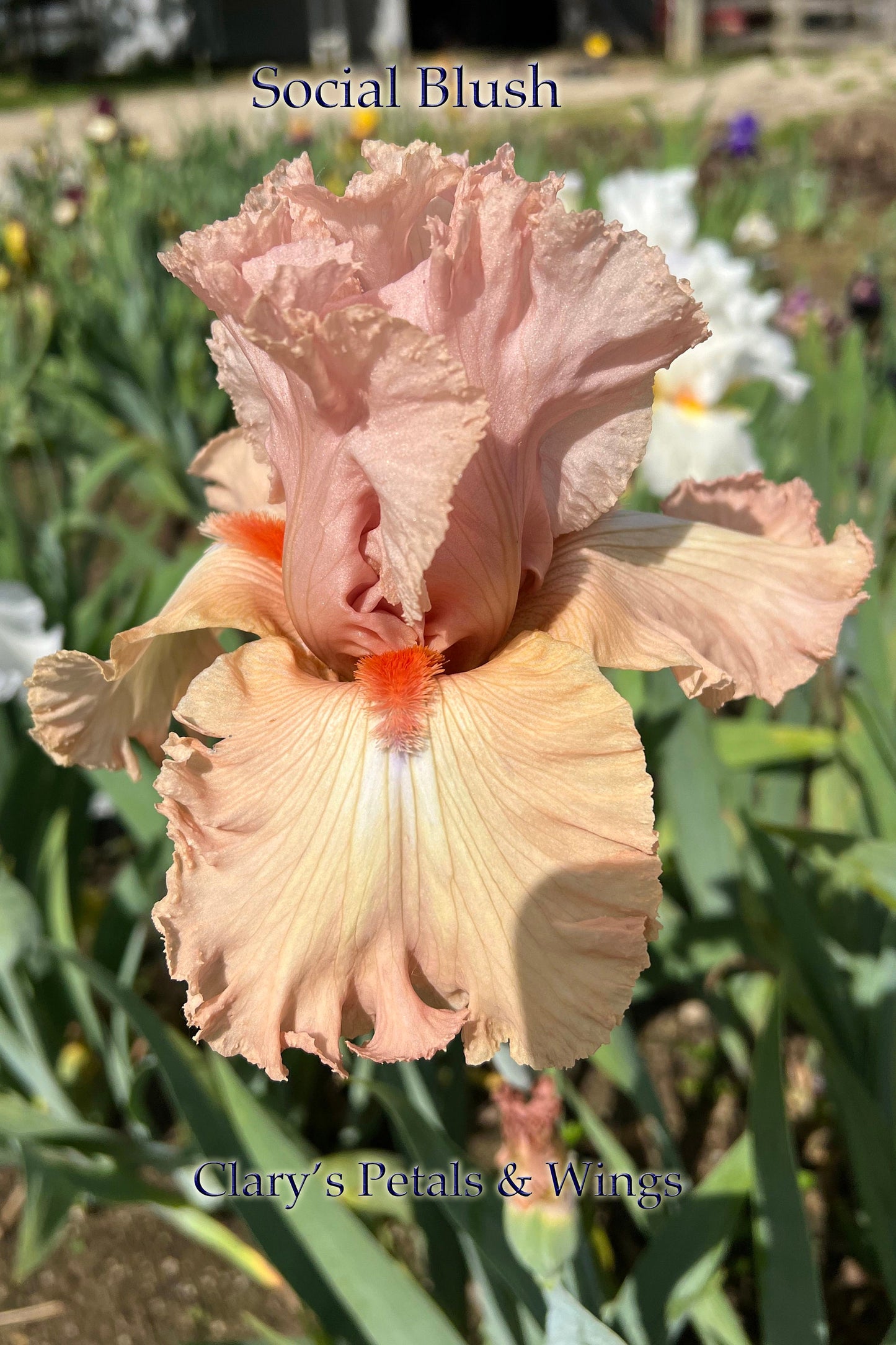 SOCIAL BLUSH - 2008 - TB - Reblooming & Fragrant