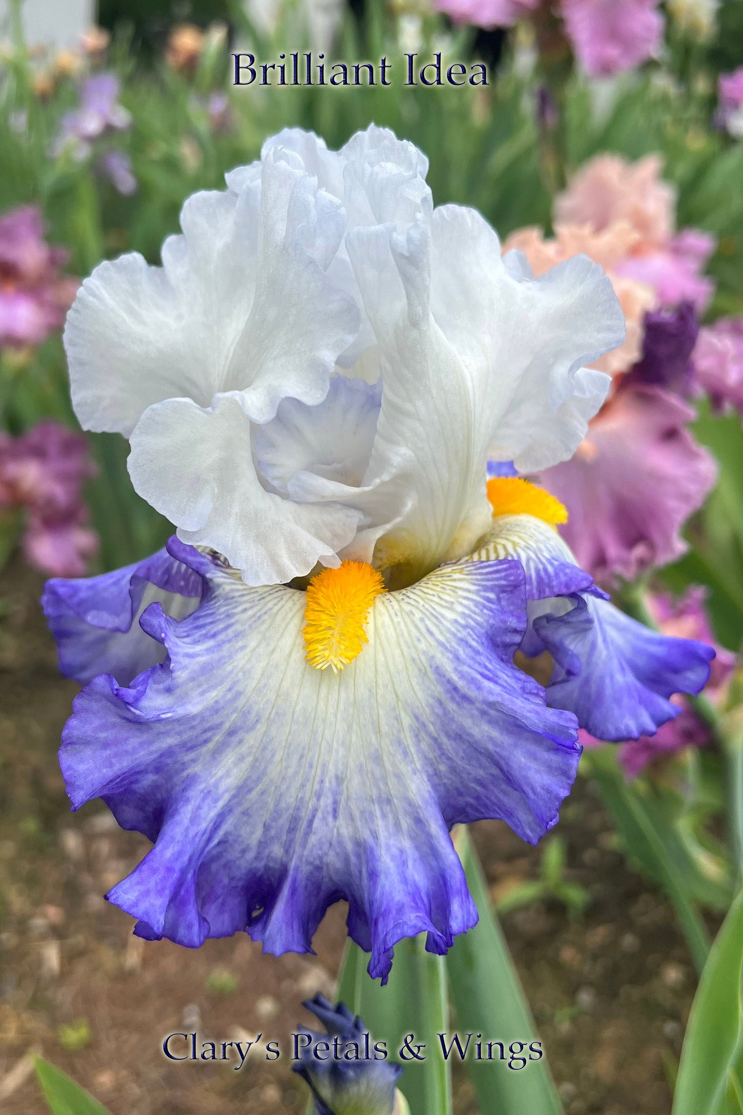 BRILLIANT IDEA - 2009 - TB