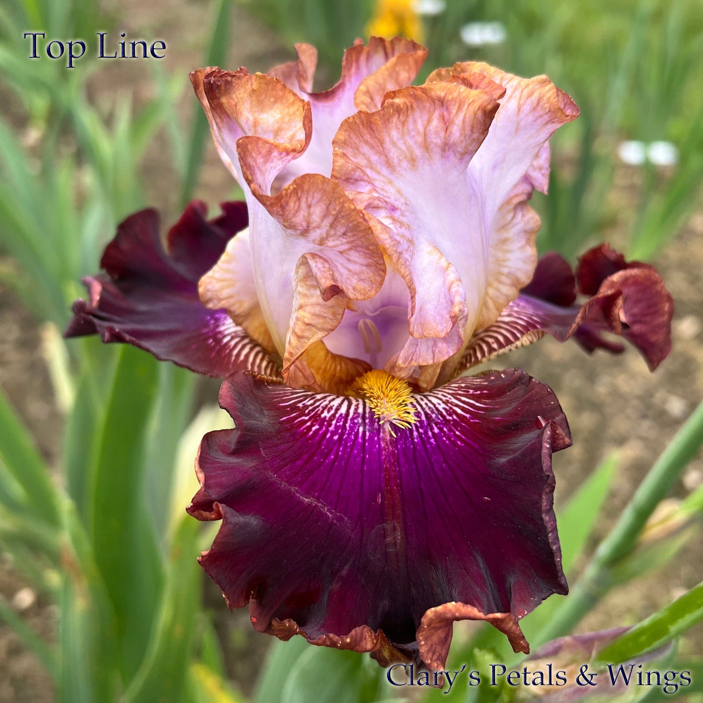 TOP LINE - 2021 - TB - Fragrant