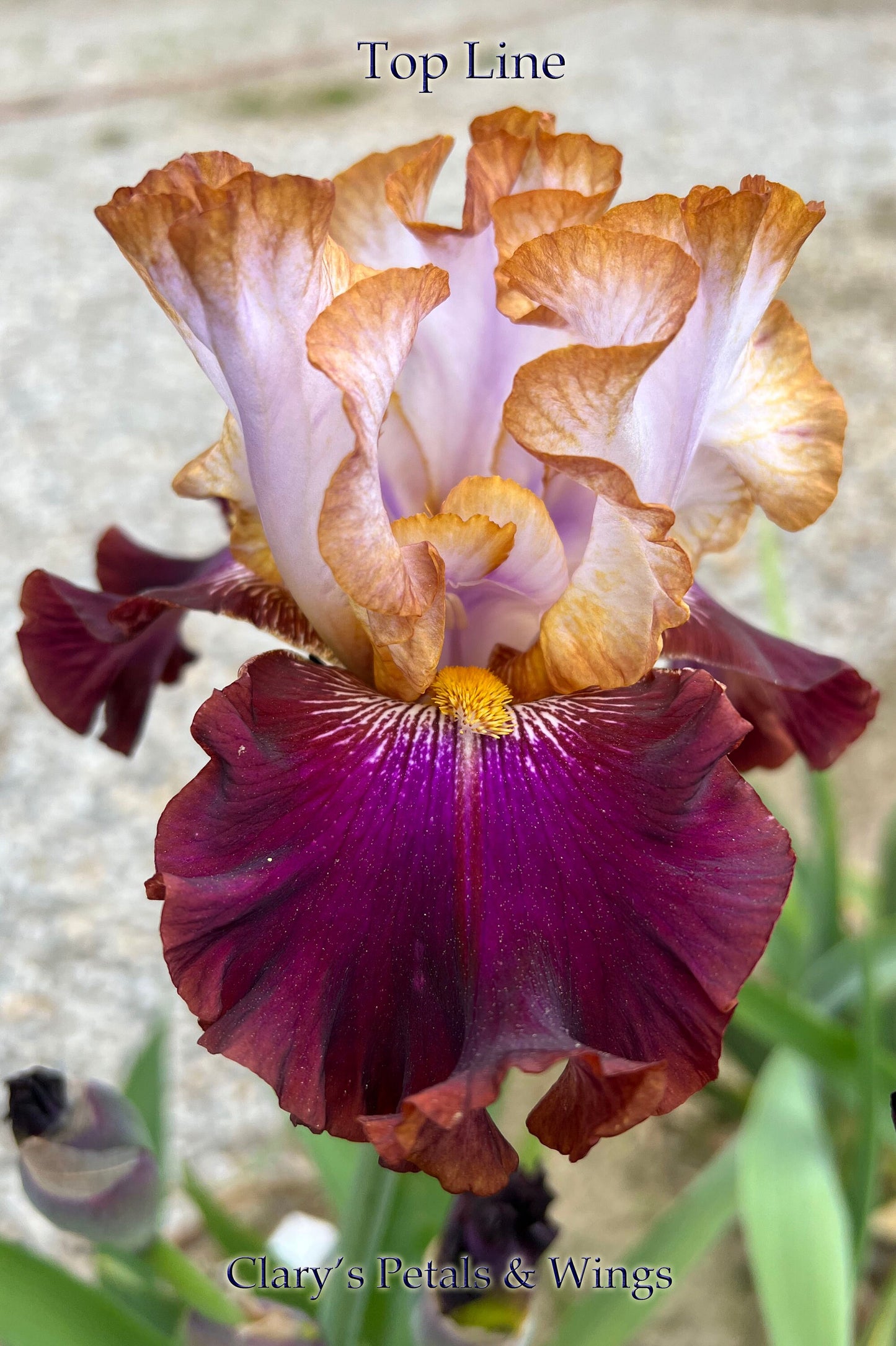 TOP LINE - 2021 - TB - Fragrant