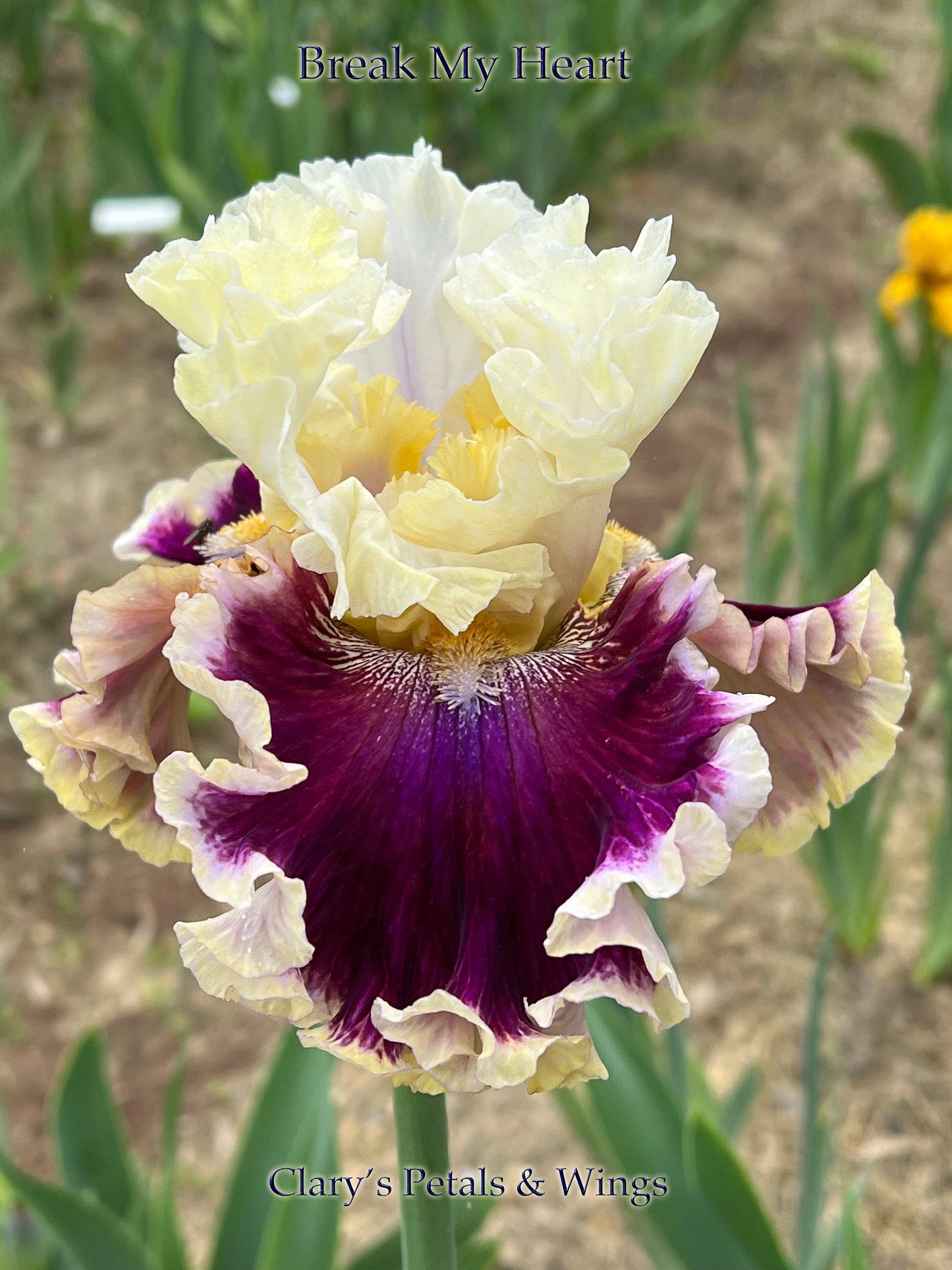 BREAK MY HEART - 2021 - TB - Fragrant