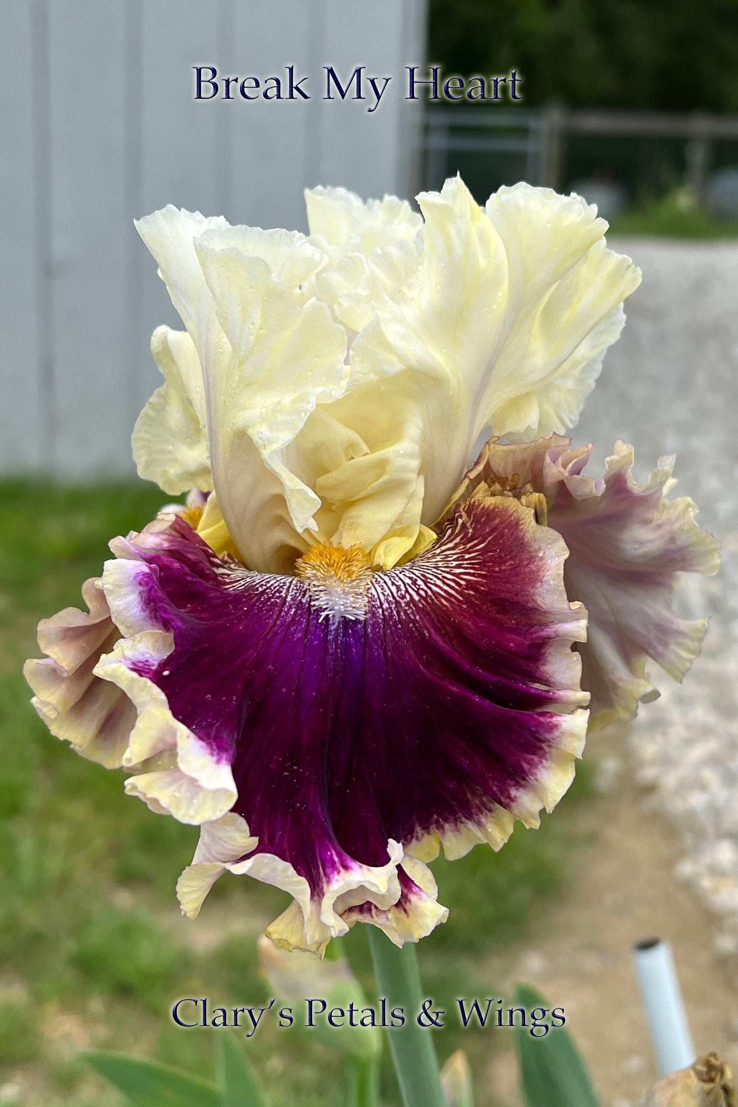 BREAK MY HEART - 2021 - TB - Fragrant