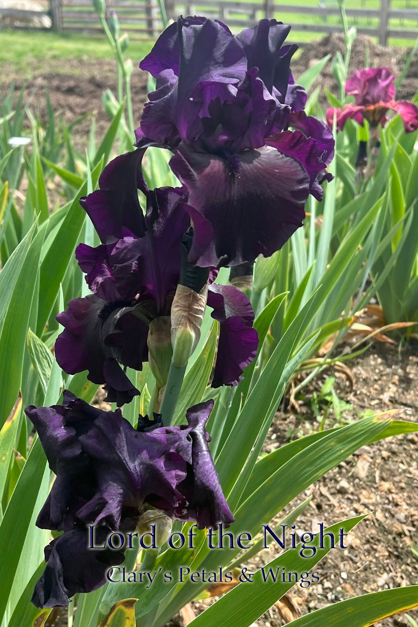 LORD OF THE NIGHT 2005 TB- Fragrant