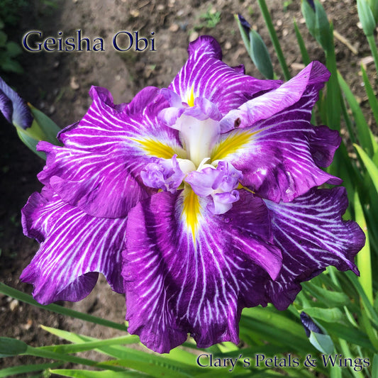 GEISHA OBI - Ensata - Japanese Iris - Top Award Winner!