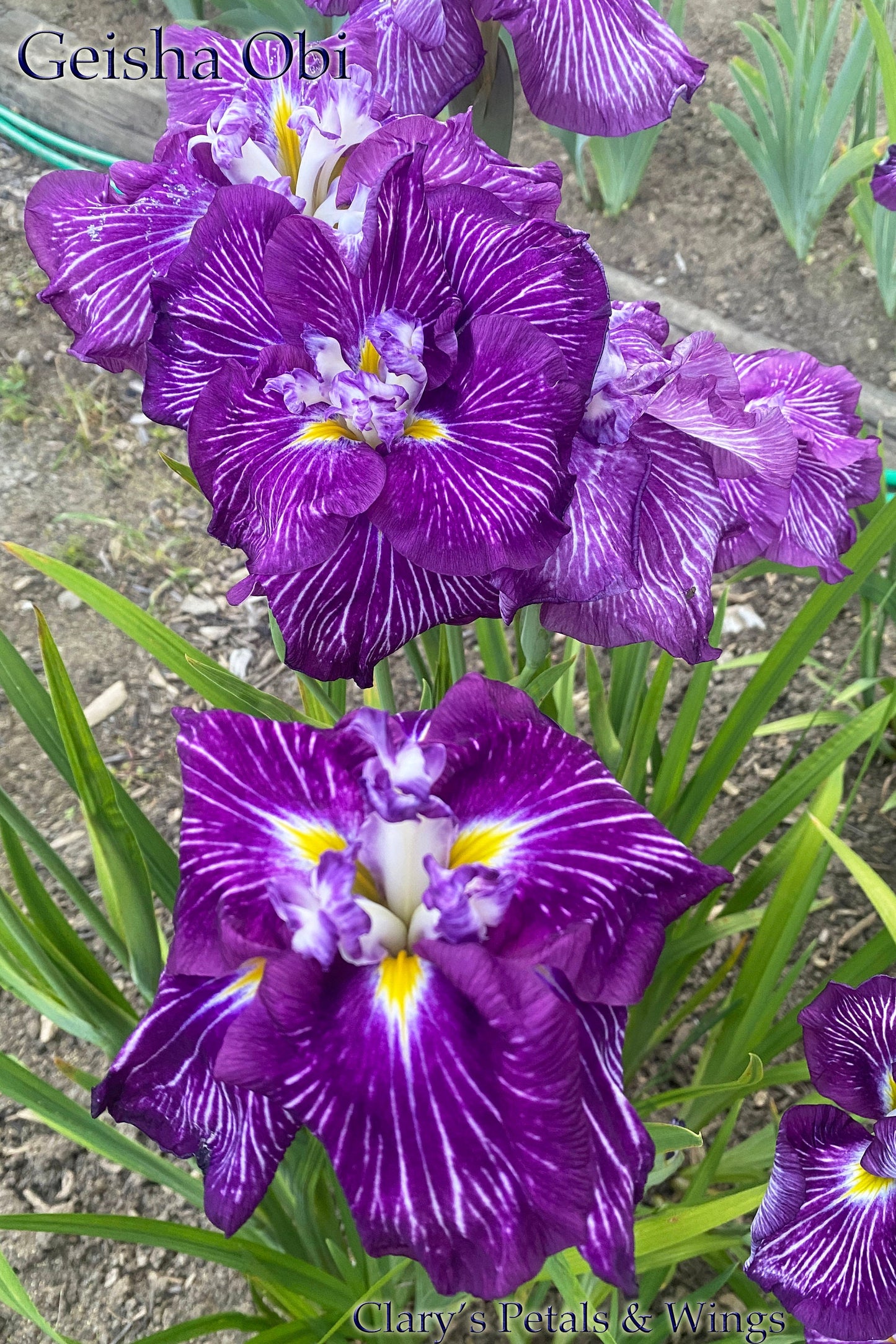 GEISHA OBI - Ensata - Japanese Iris - Top Award Winner!