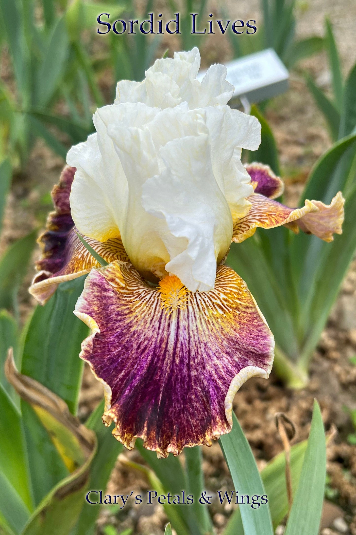 SORDID LIVES - 2009 - TB