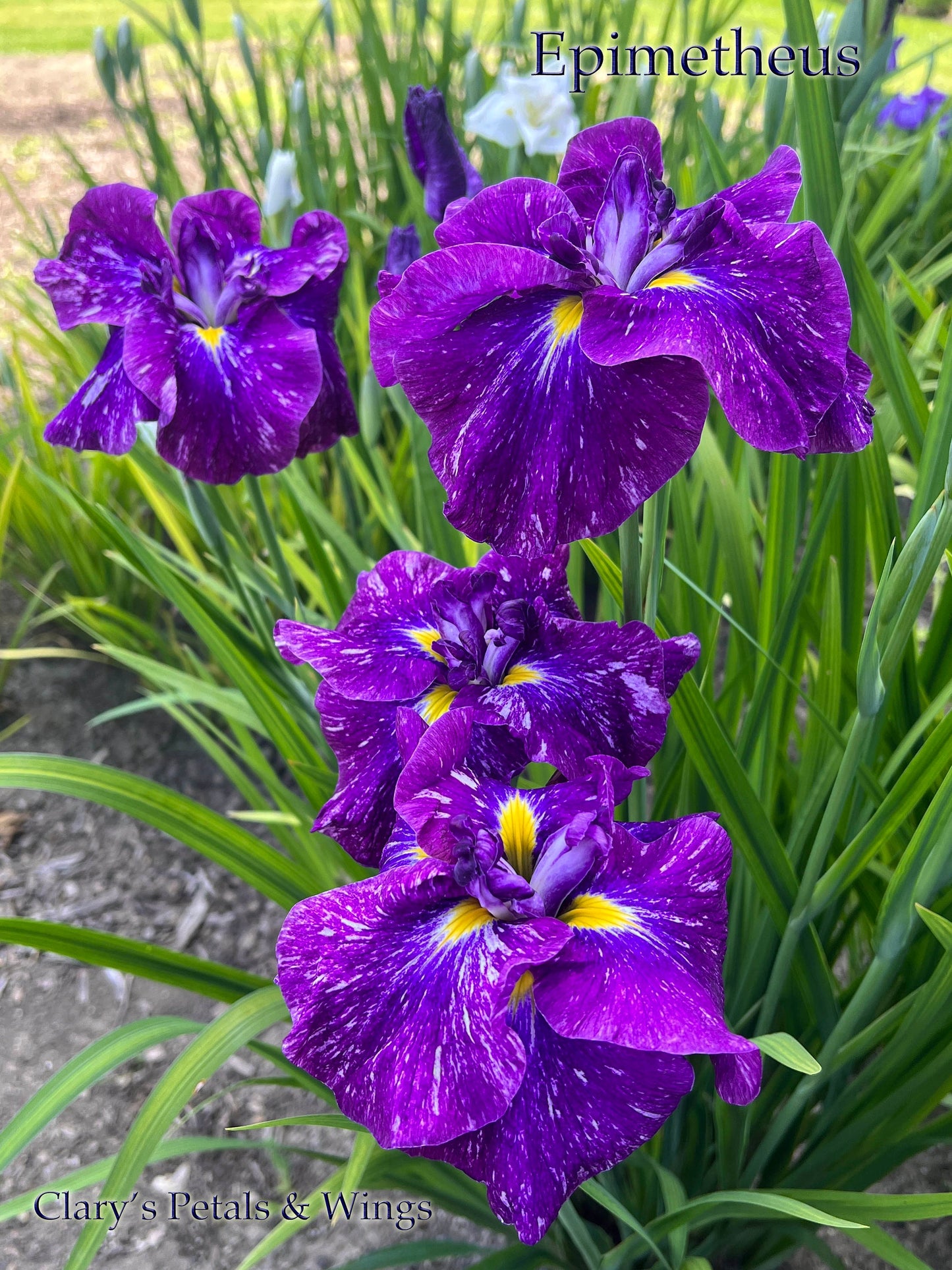 EPIMETHEUS - Ensata - Japanese Iris - Award Winner!