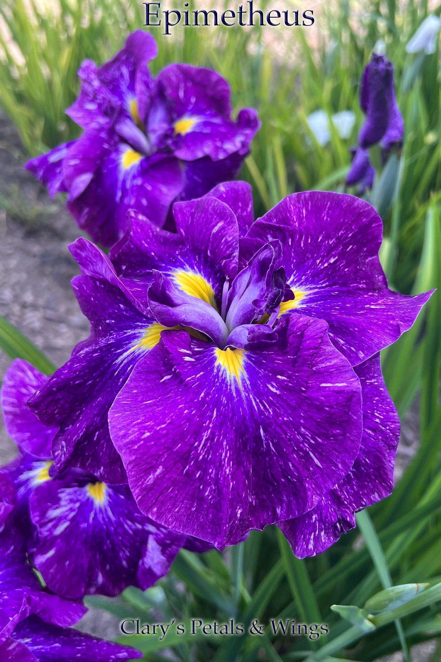 EPIMETHEUS - Ensata - Japanese Iris - Award Winner!